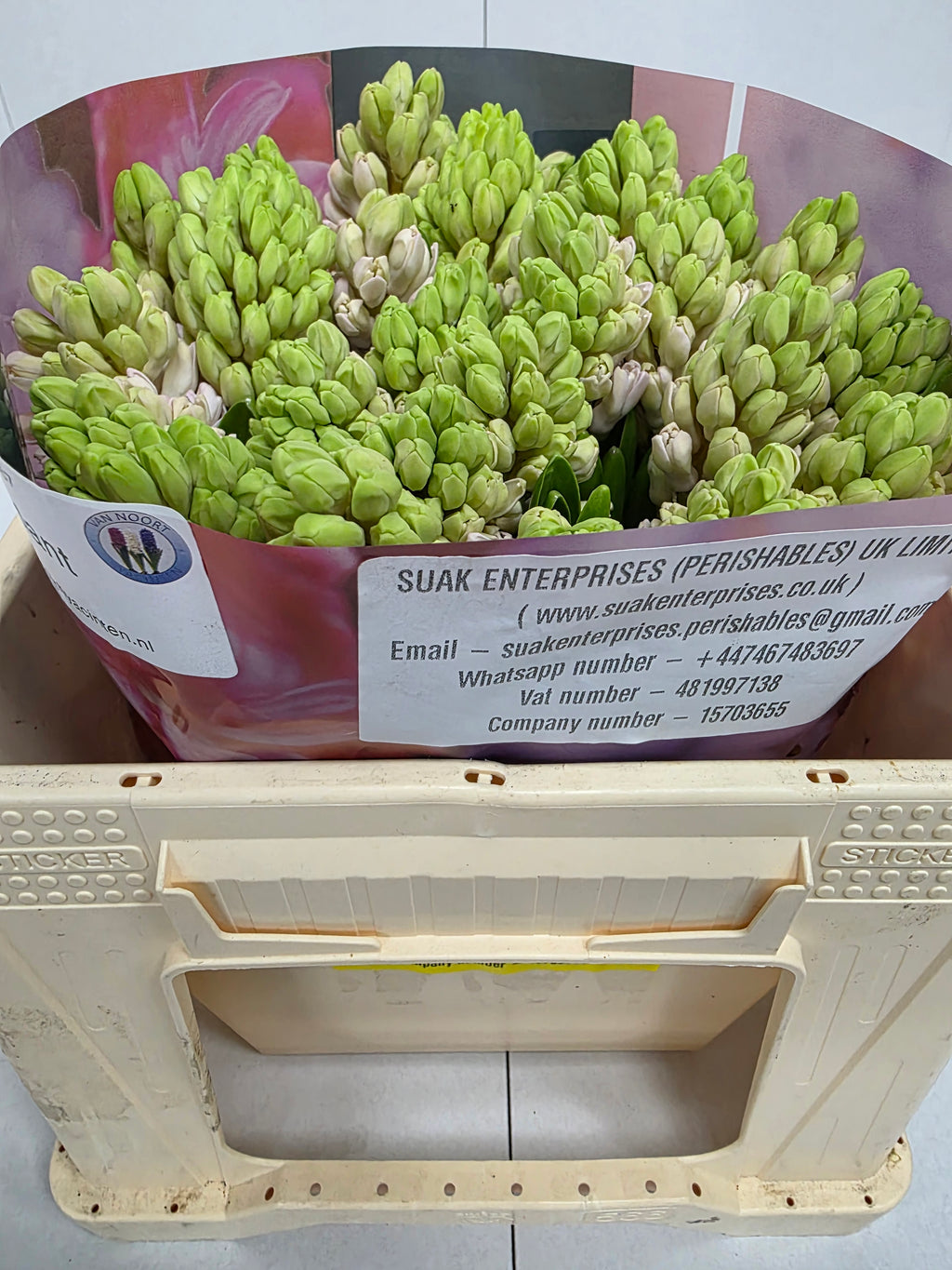 Farm Fresh Hyacinthus Orientalis Fondant (Bunch of 25stems, Length 30cm)