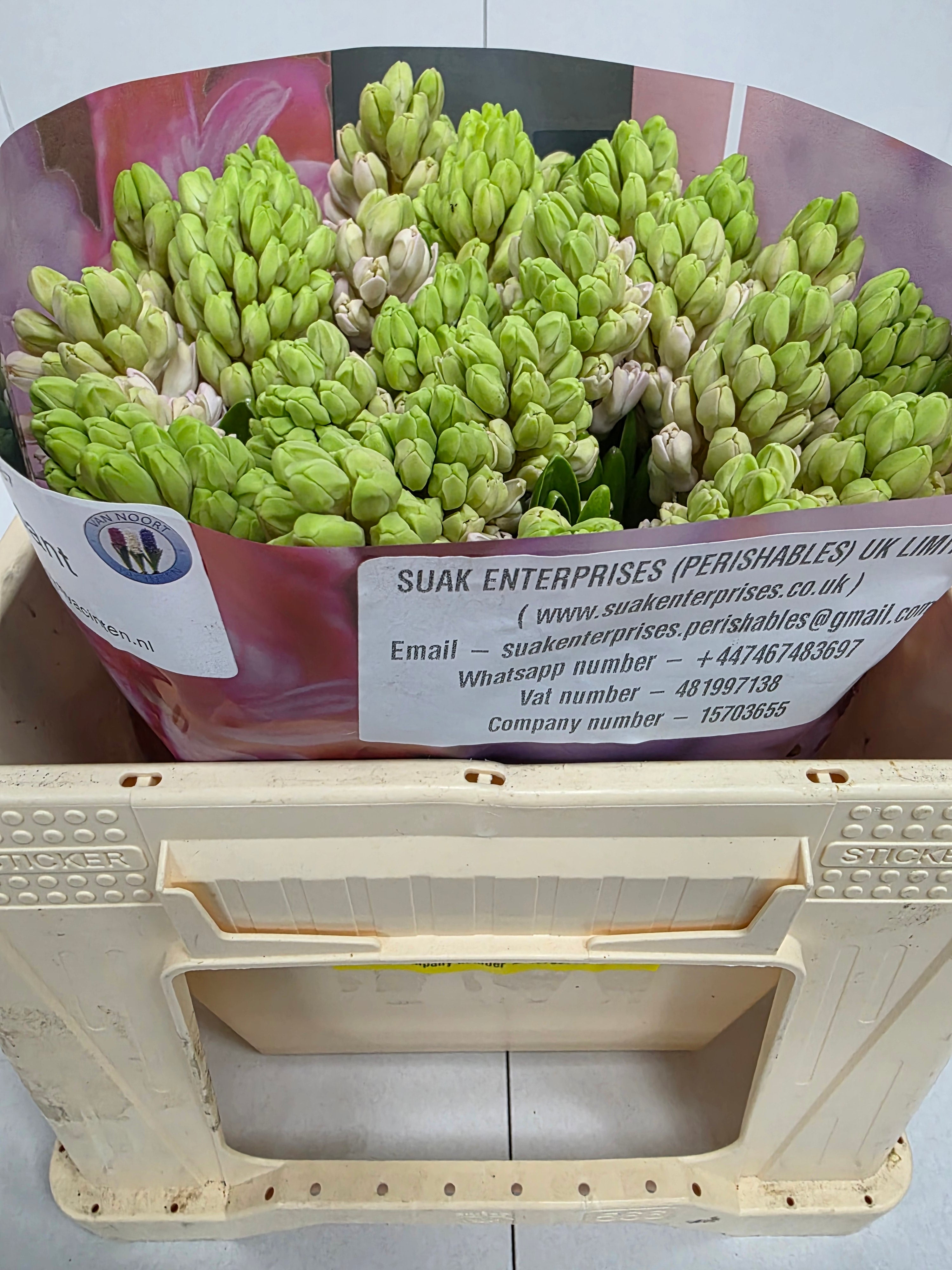 Farm Fresh Hyacinthus Orientalis Fondant (Bunch of 25stems, Length 30cm)