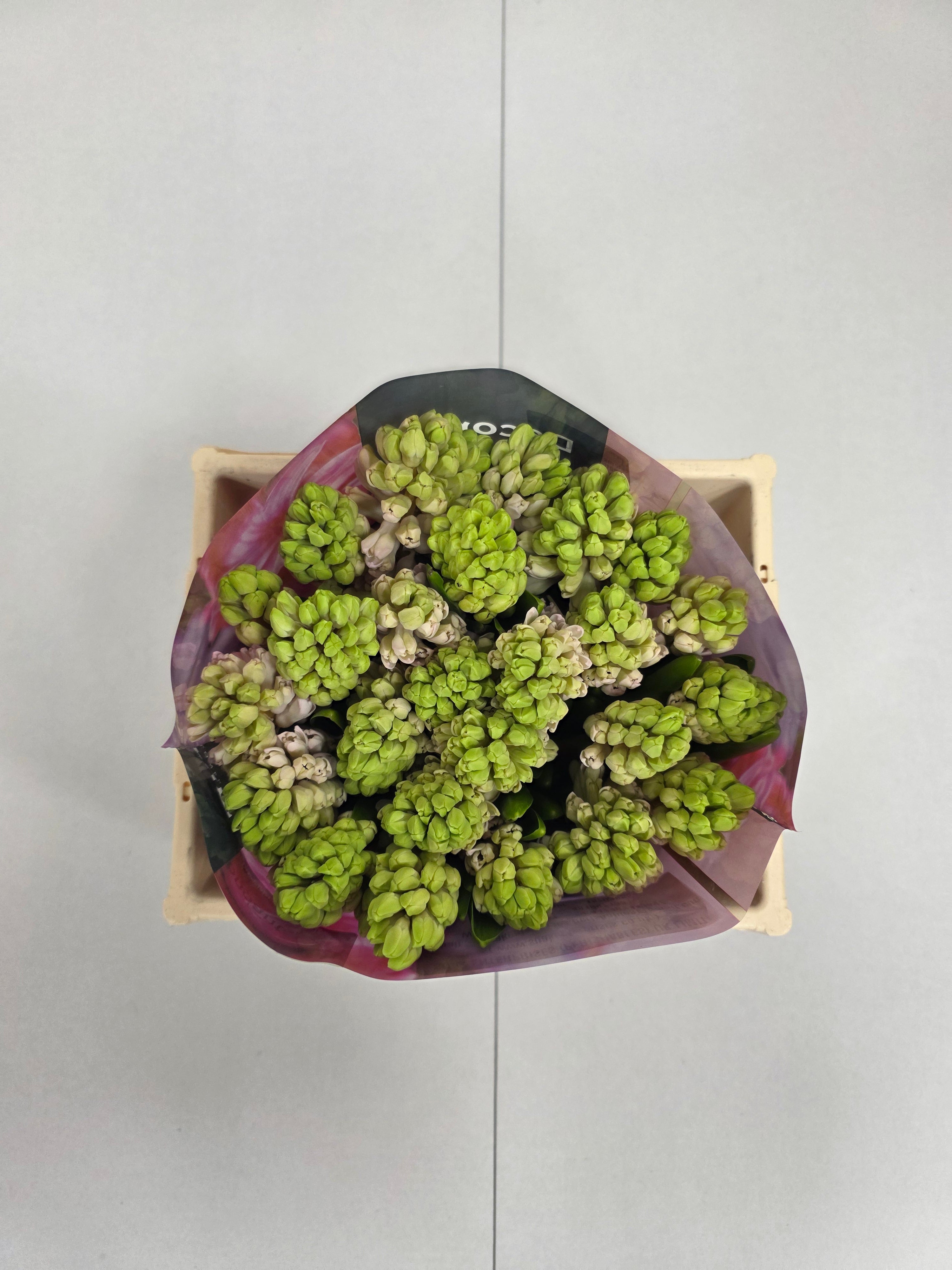 Farm Fresh Hyacinthus Orientalis Fondant (Bunch of 25stems, Length 30cm)