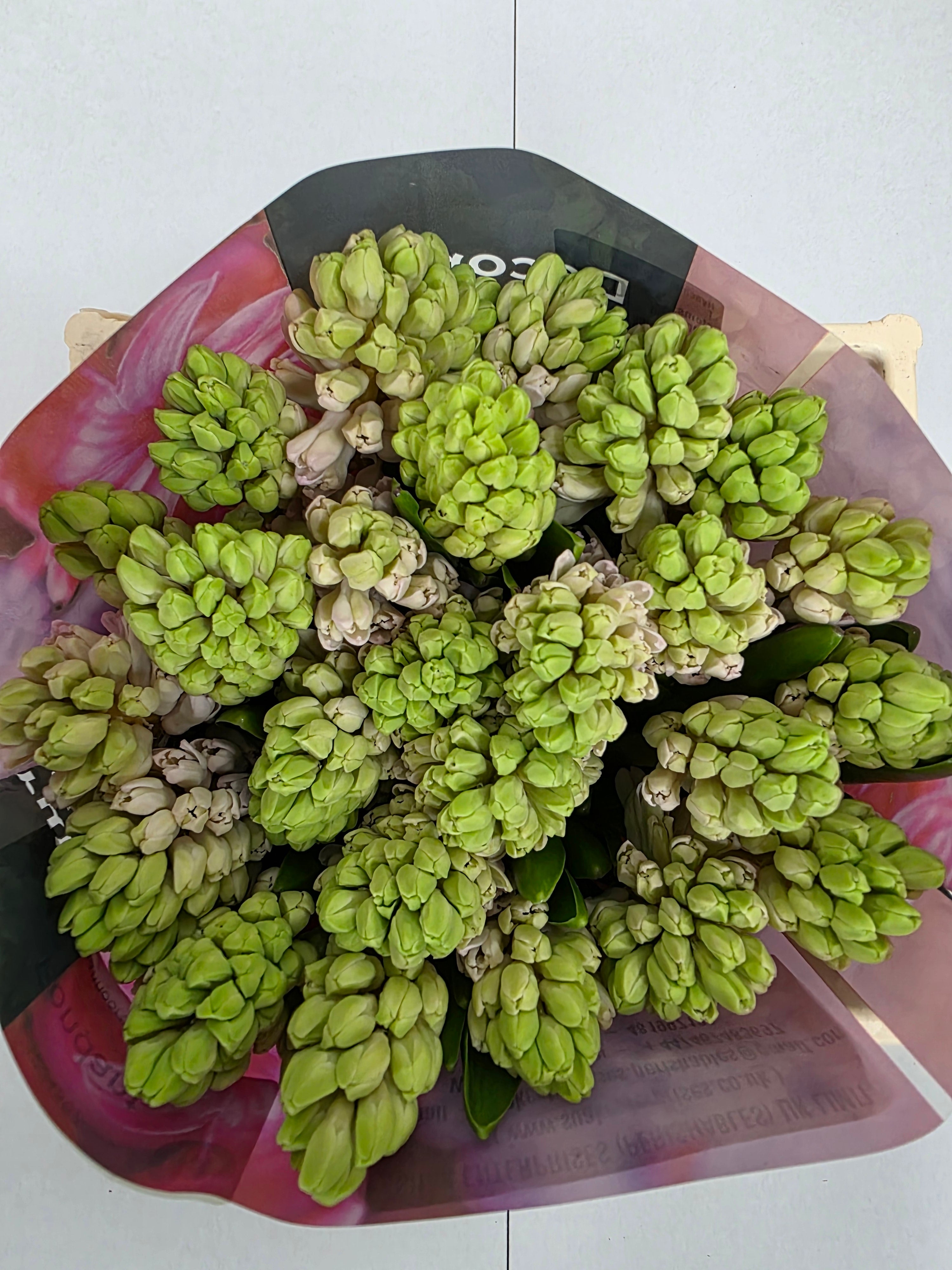 Farm Fresh Hyacinthus Orientalis Fondant (Bunch of 25stems, Length 30cm)