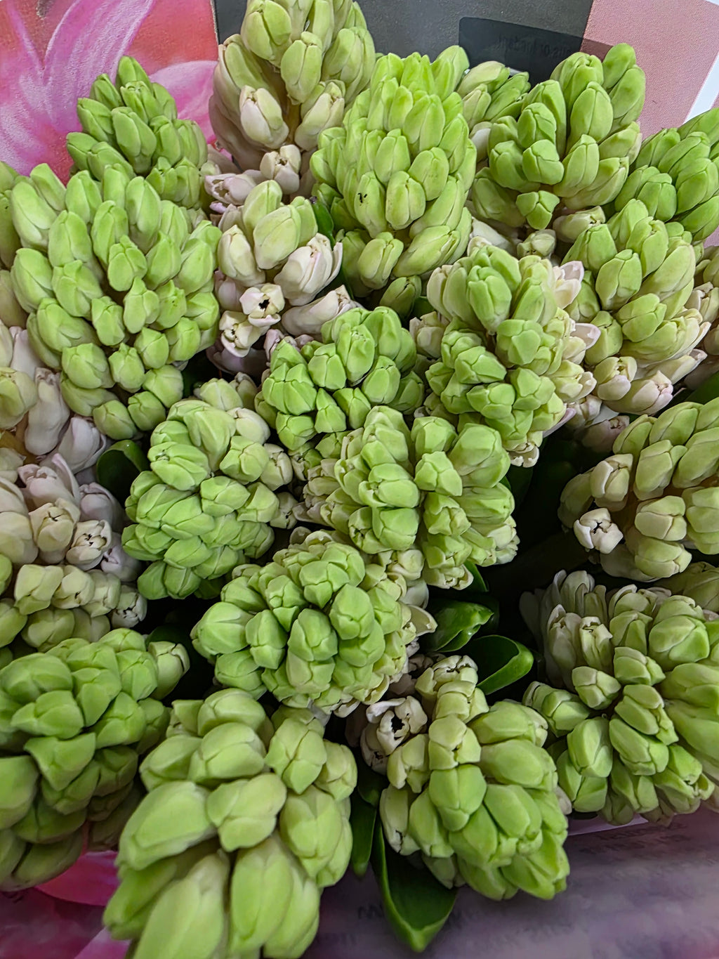 Farm Fresh Hyacinthus Orientalis Fondant (Bunch of 25stems, Length 30cm)