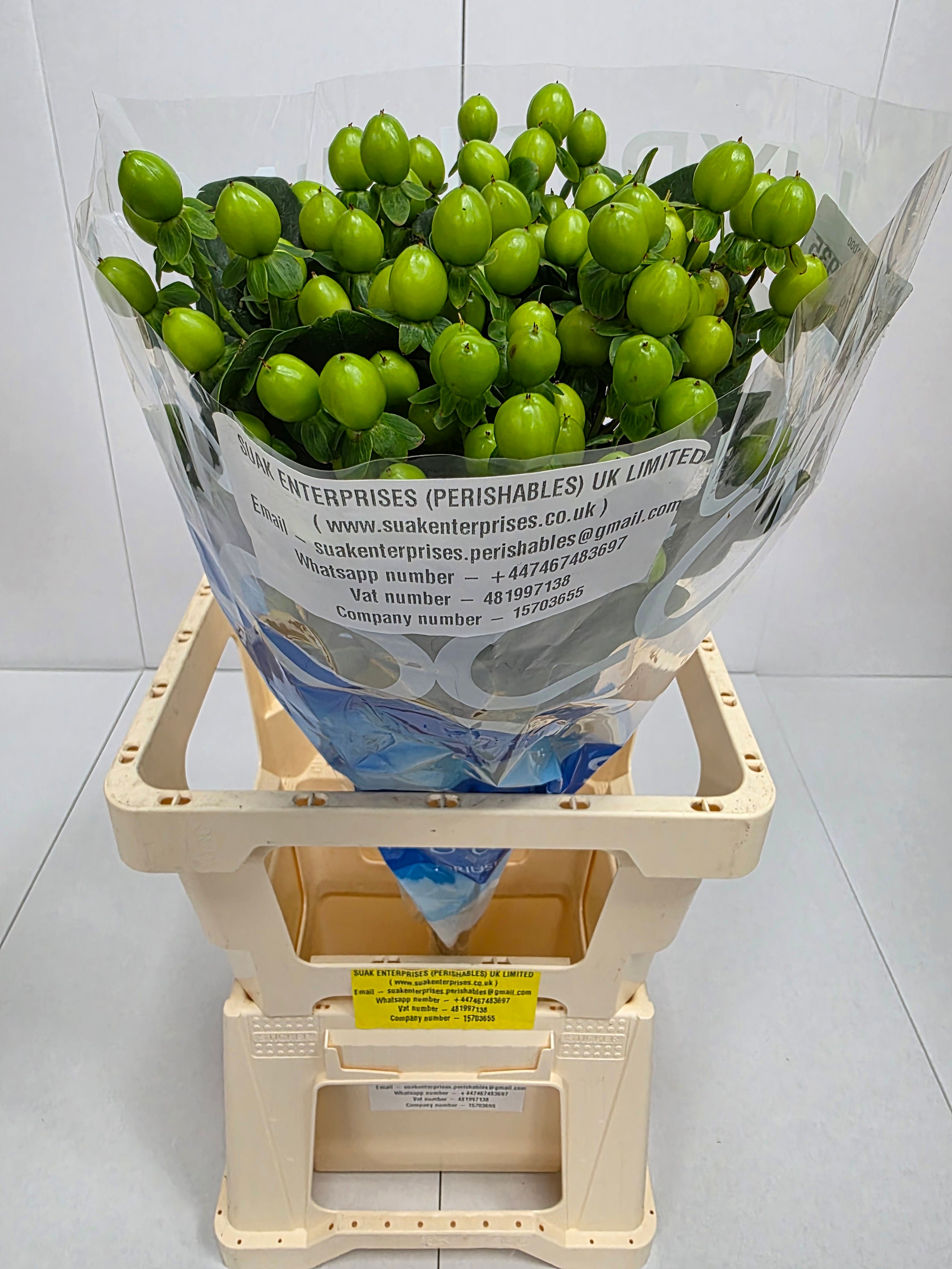 Farm Fresh Hypercium Coco Bamboo (Bunch of 10stems, Length 70cm