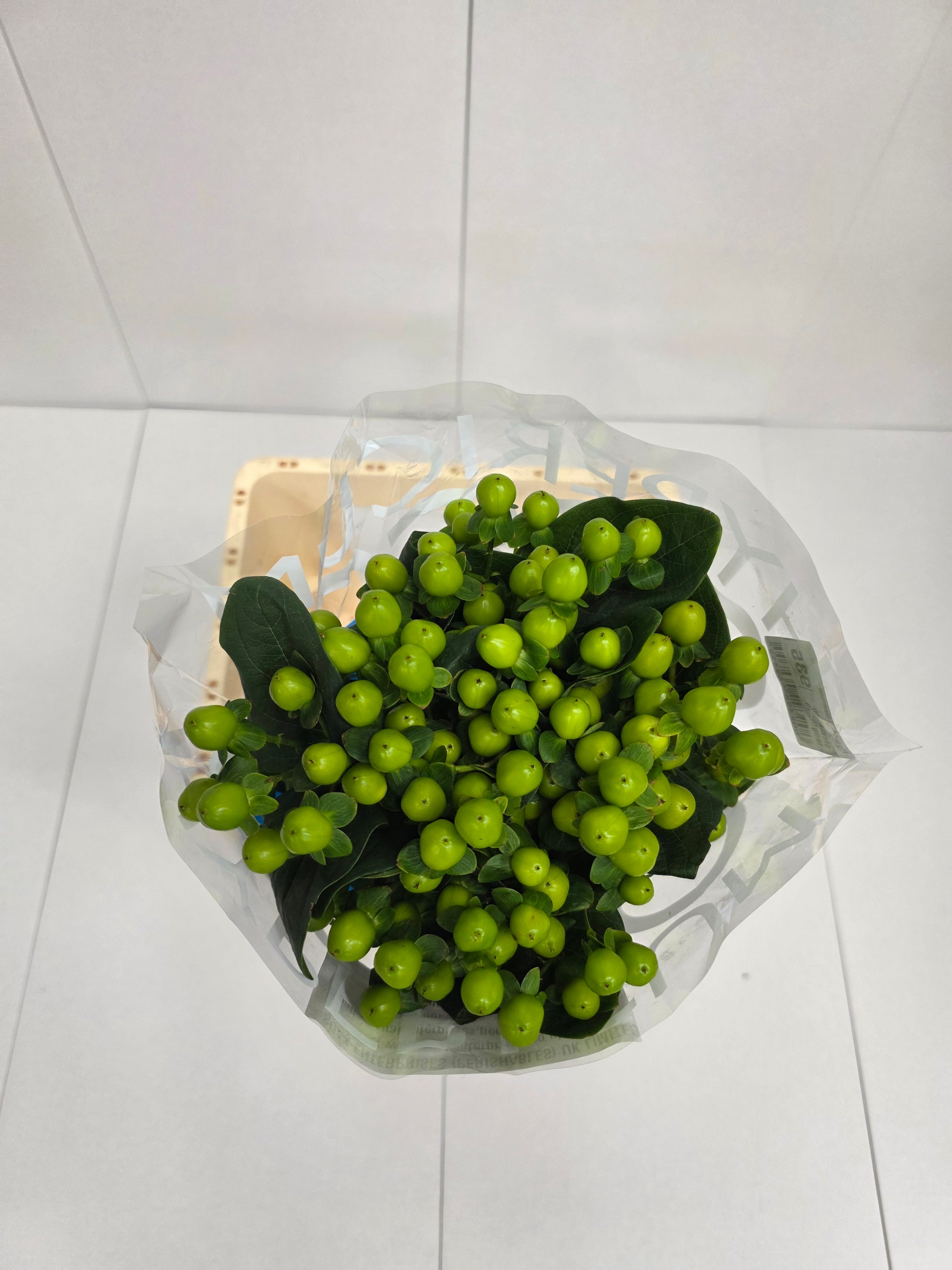 Farm Fresh Hypercium Coco Bamboo (Bunch of 10stems, Length 70cm