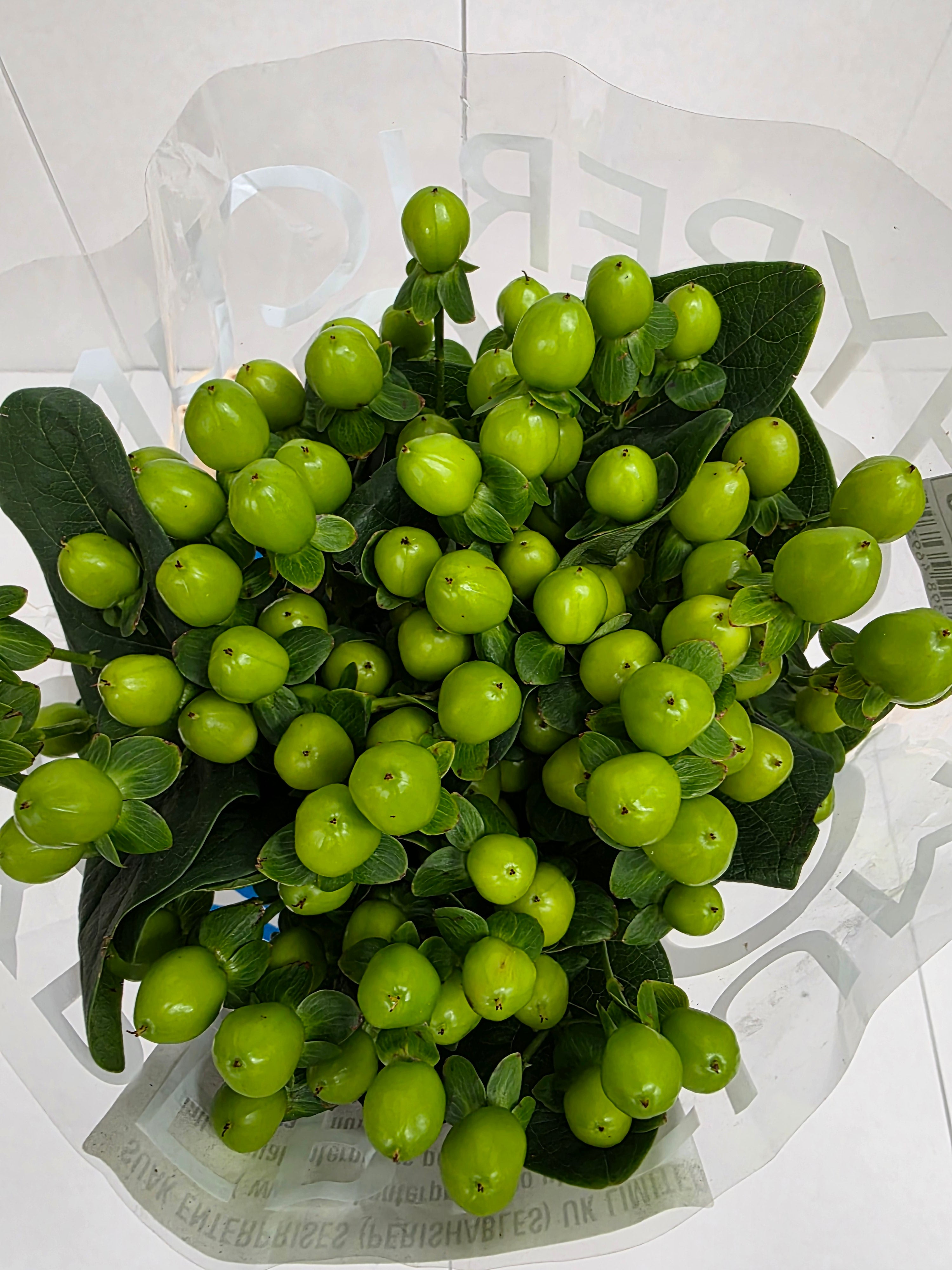 Farm Fresh Hypercium Coco Bamboo (Bunch of 10stems, Length 70cm