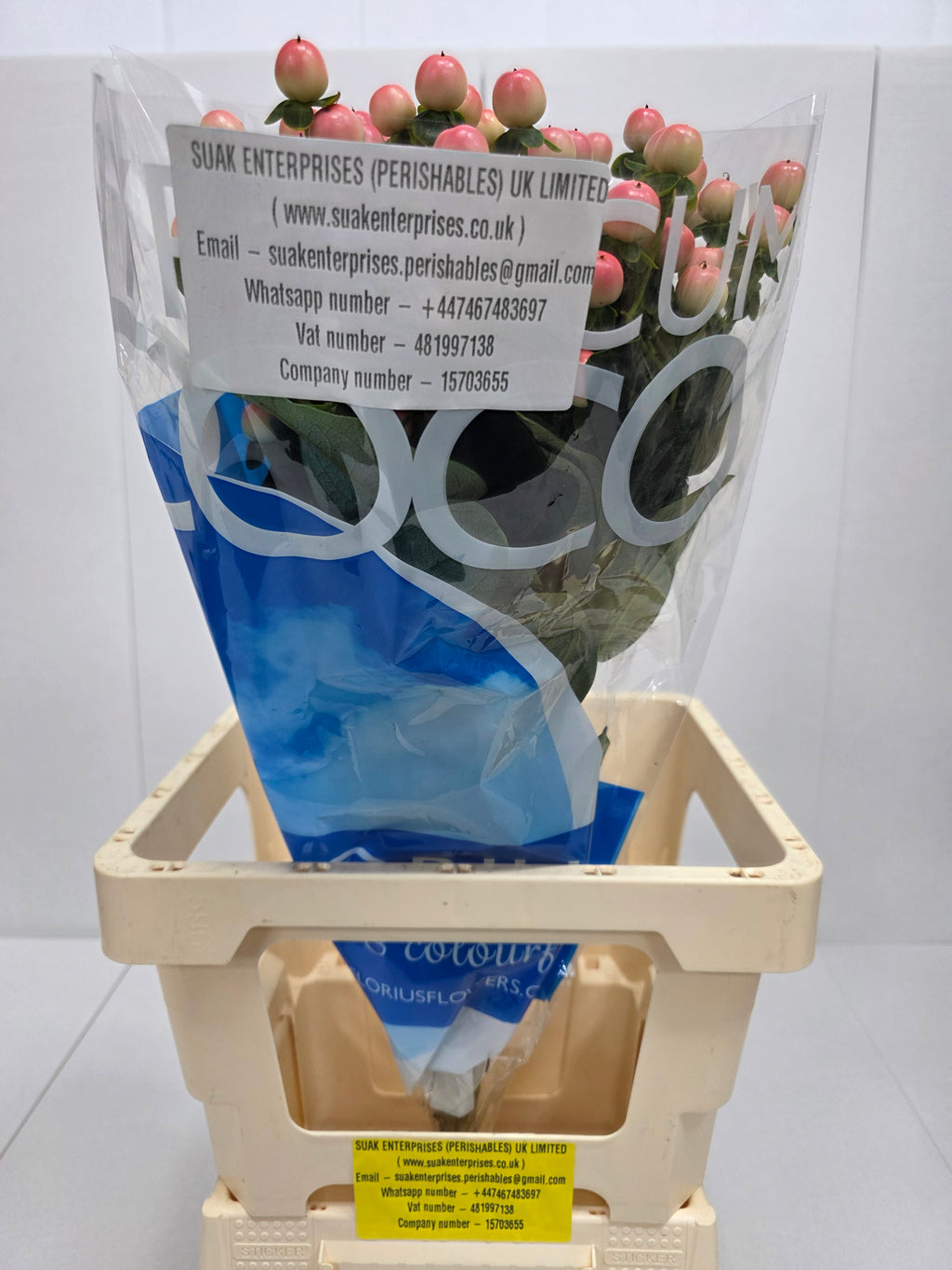 Farm Fresh Hypercium Coco Tiamo(Bunch of 10stems, Length 70cm)