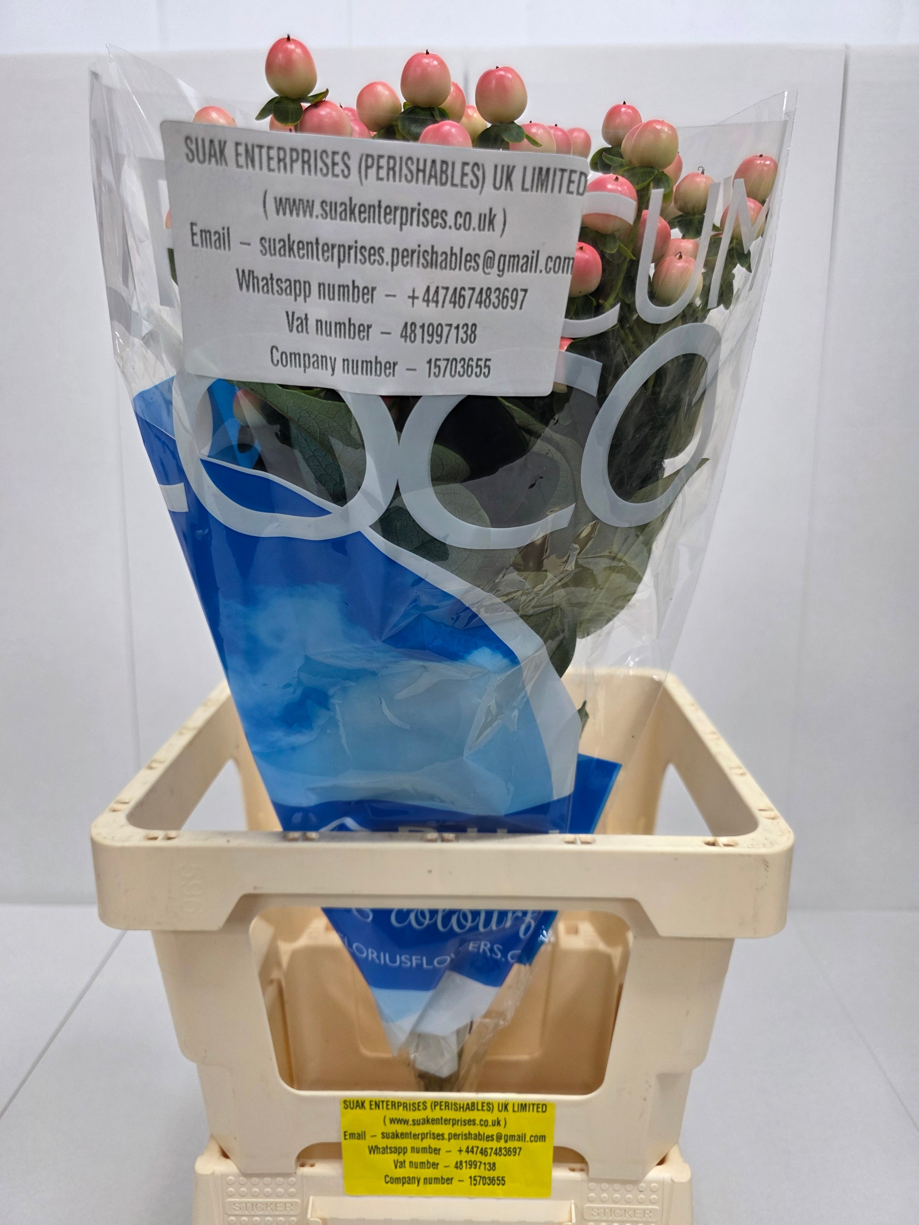 Farm Fresh Hypercium Coco Tiamo(Bunch of 10stems, Length 70cm)