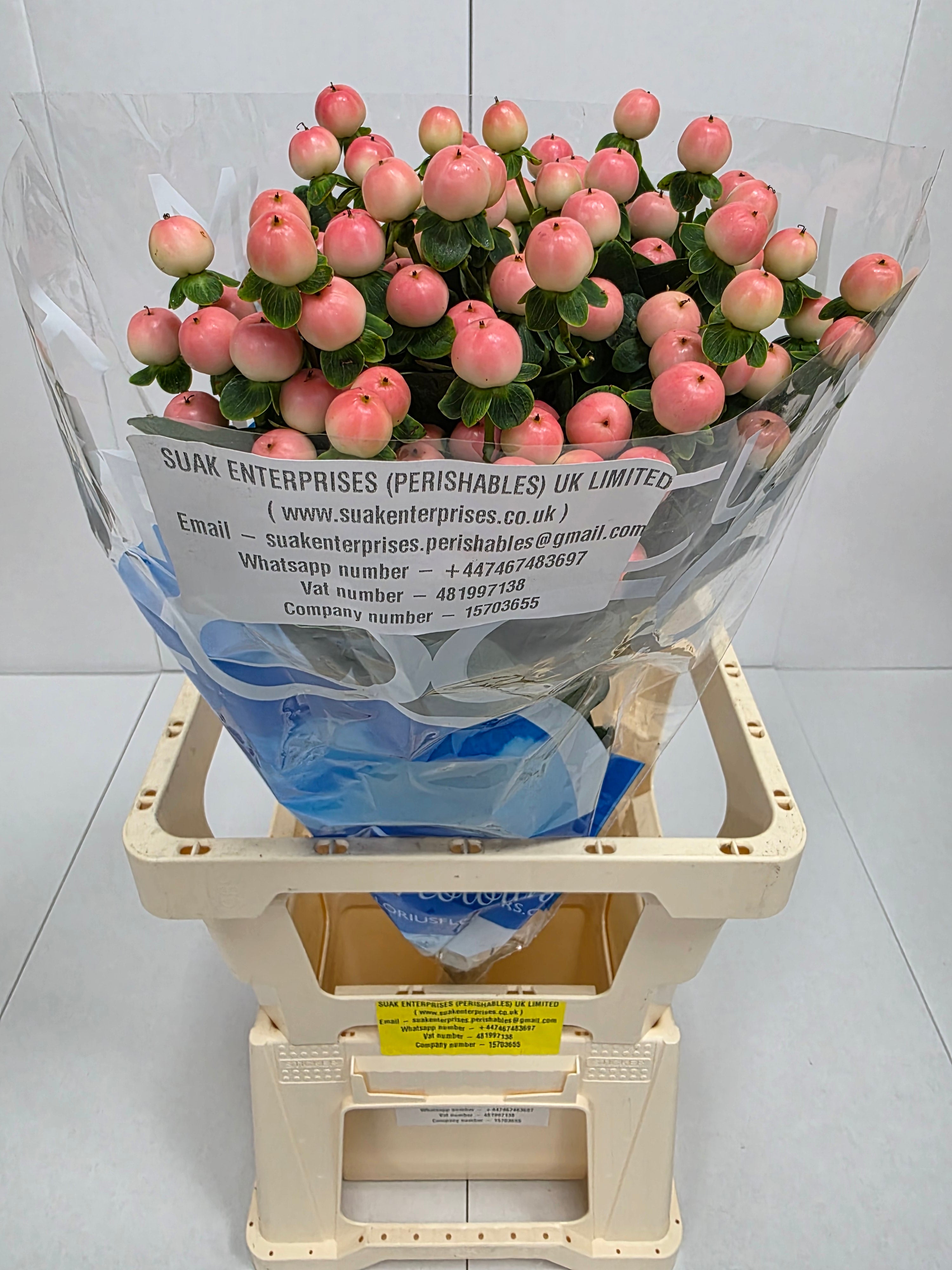 Farm Fresh Hypercium Coco Tiamo(Bunch of 10stems, Length 70cm)
