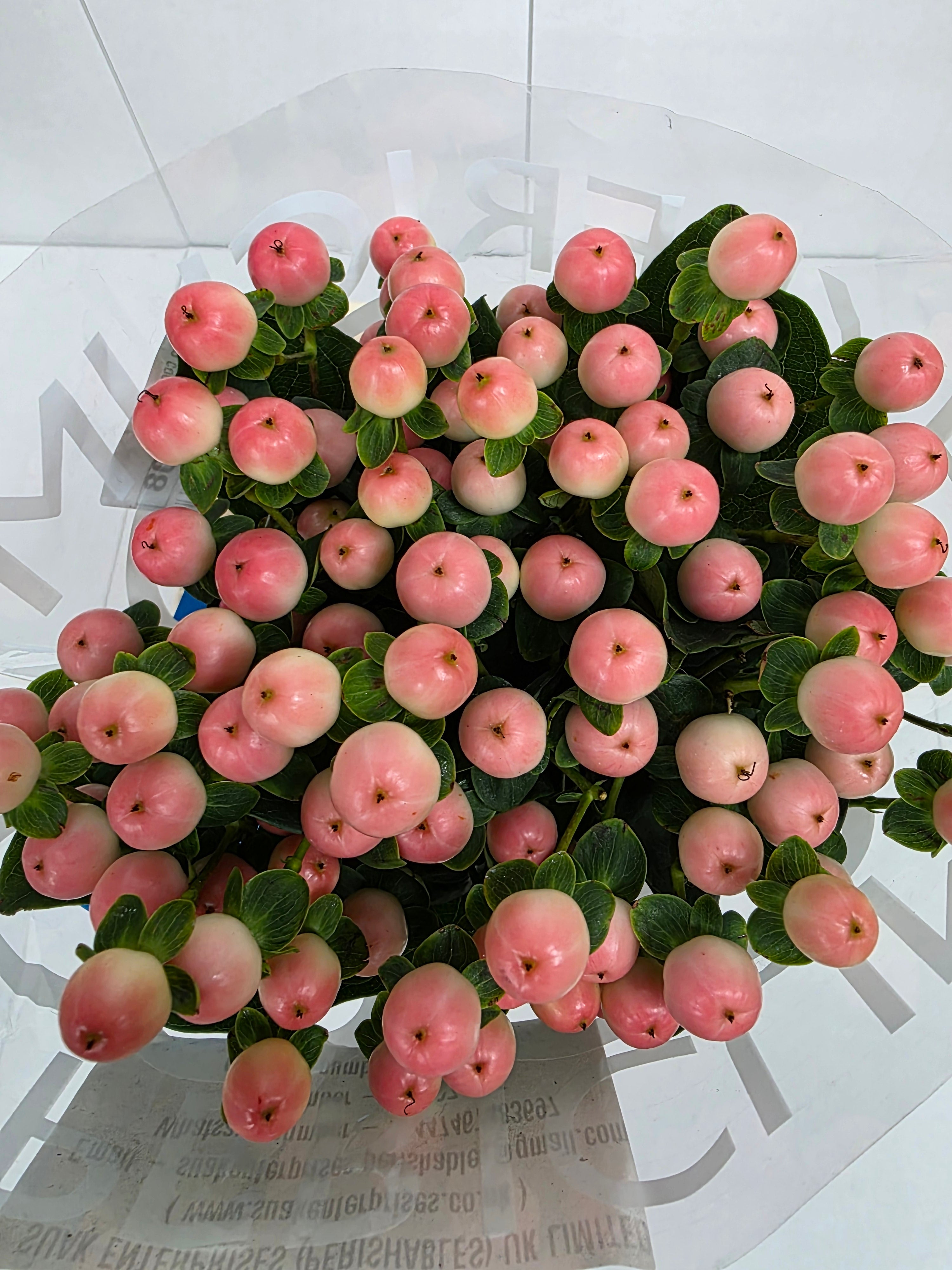 Farm Fresh Hypercium Coco Tiamo(Bunch of 10stems, Length 70cm)