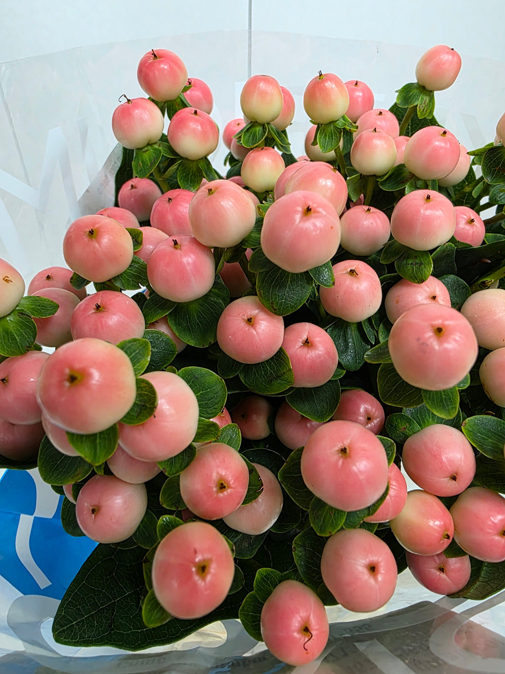 Farm Fresh Hypercium Coco Tiamo(Bunch of 10stems, Length 70cm)