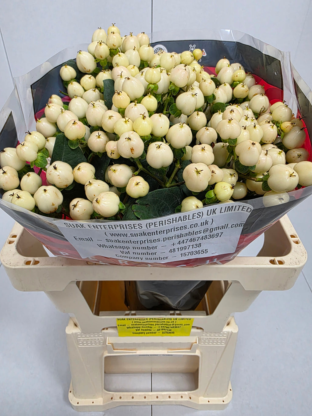 Farm Fresh Hypercium Cool Romance(Bunch of 25stems, Length 60cm)
