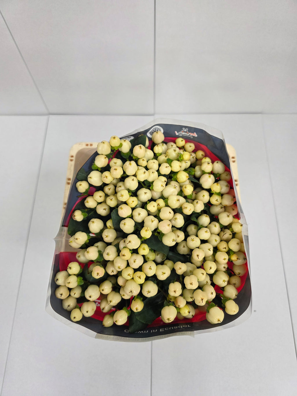 Farm Fresh Hypercium Cool Romance(Bunch of 25stems, Length 60cm)