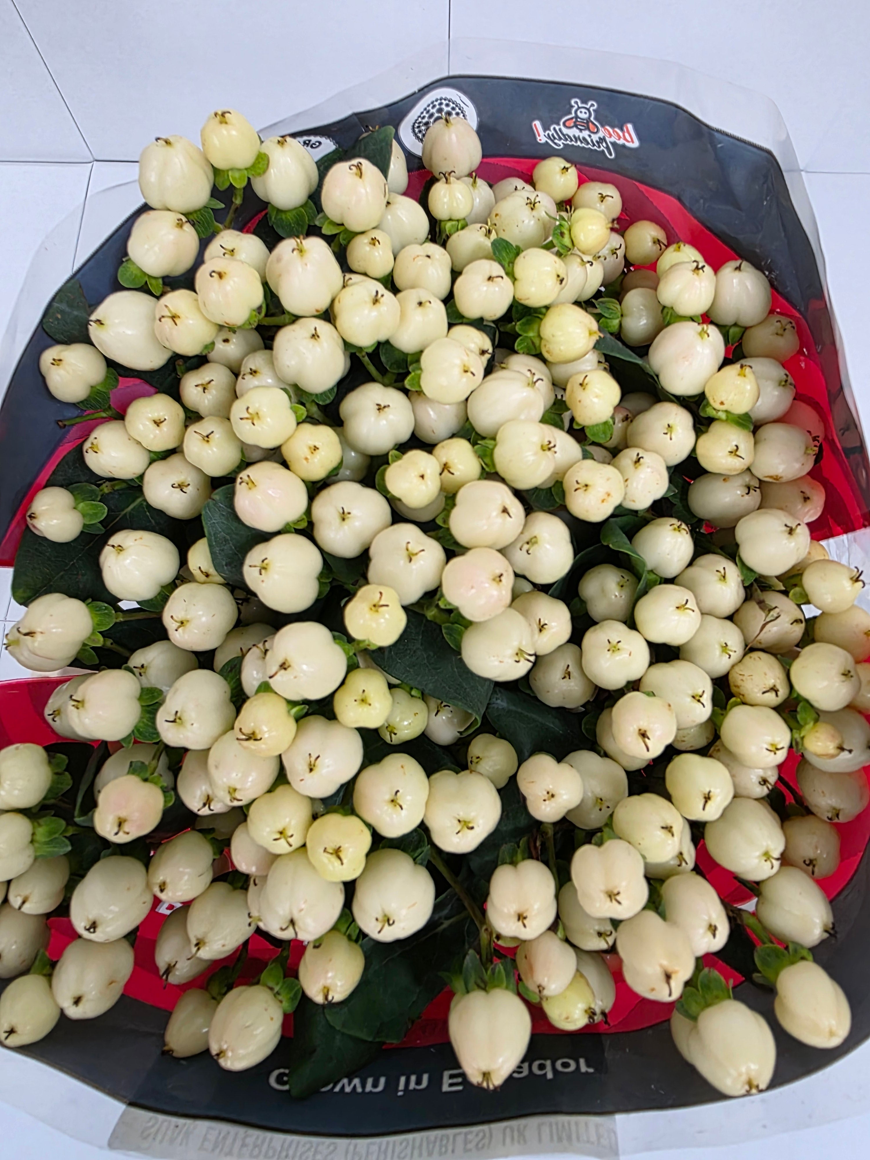 Farm Fresh Hypercium Cool Romance(Bunch of 25stems, Length 60cm)