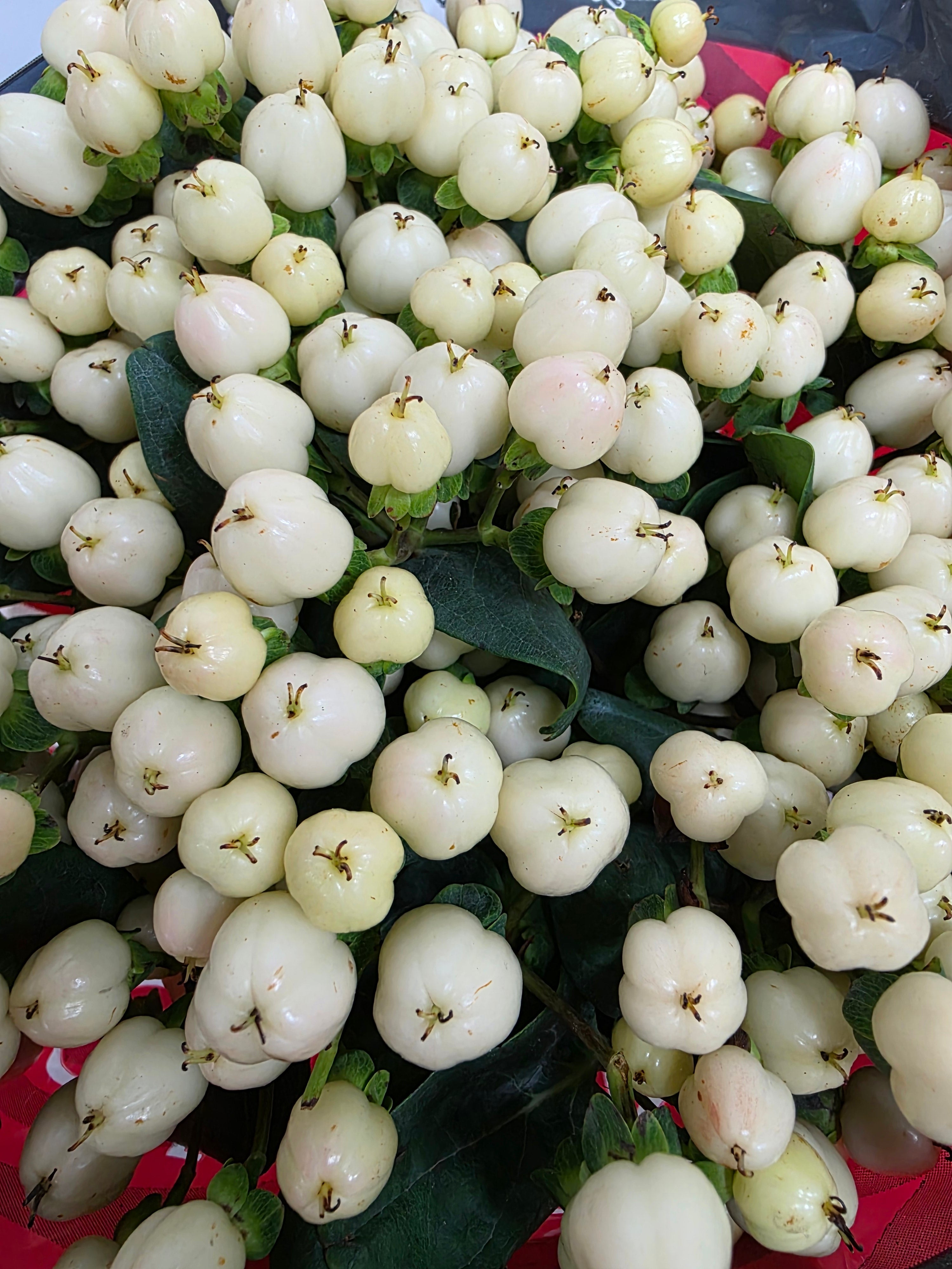 Farm Fresh Hypercium Cool Romance(Bunch of 25stems, Length 60cm)
