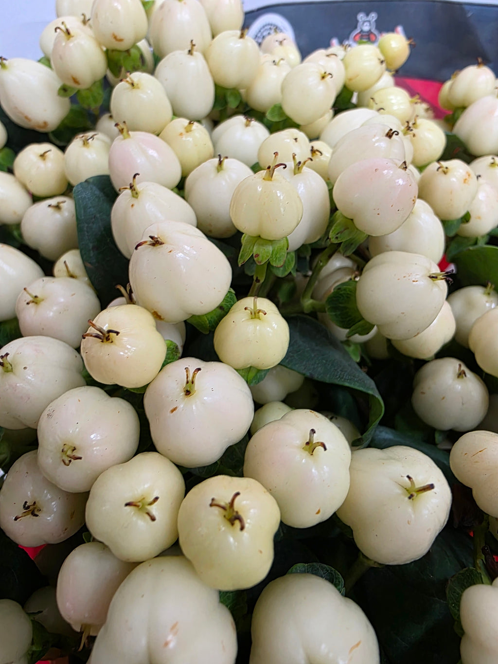 Farm Fresh Hypercium Cool Romance(Bunch of 25stems, Length 60cm)