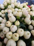 Farm Fresh Hypercium Cool Romance(Bunch of 25stems, Length 60cm)
