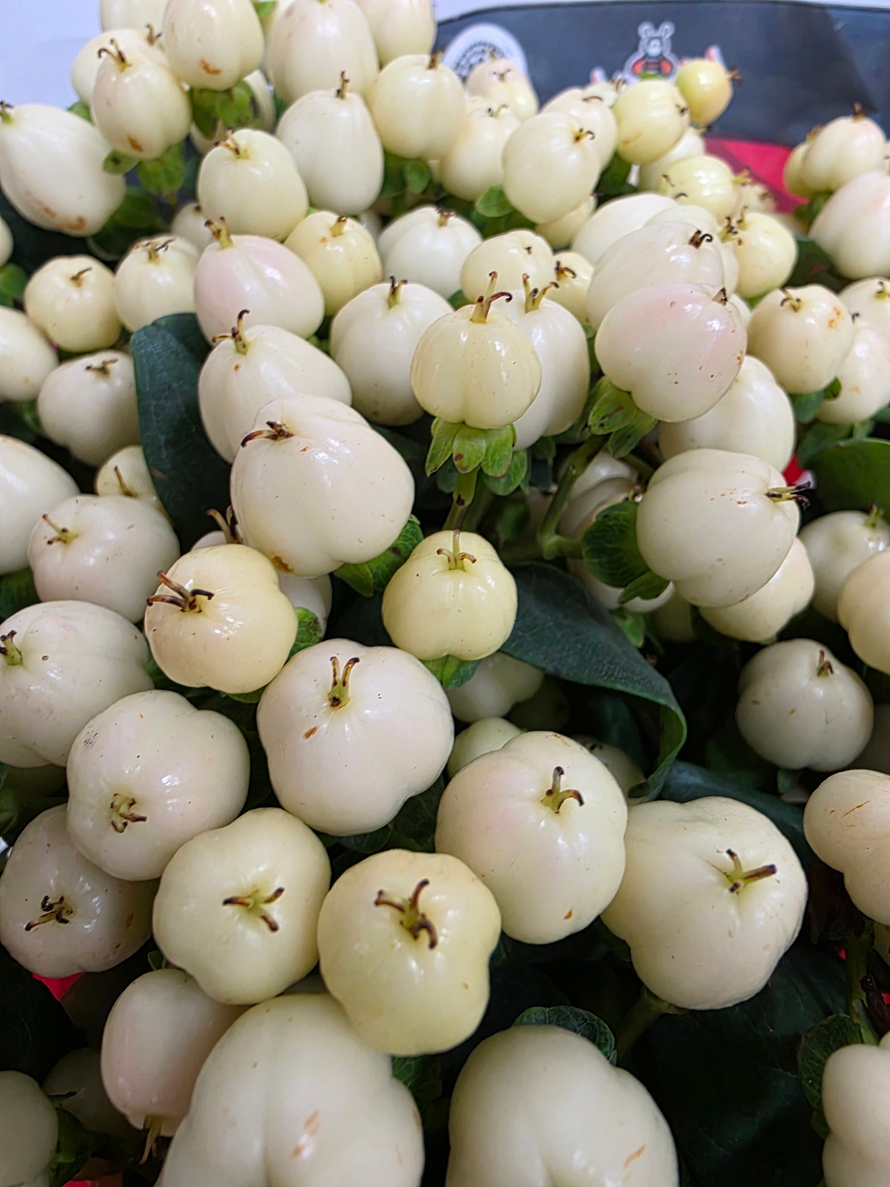 Farm Fresh Hypercium Cool Romance(Bunch of 25stems, Length 60cm)