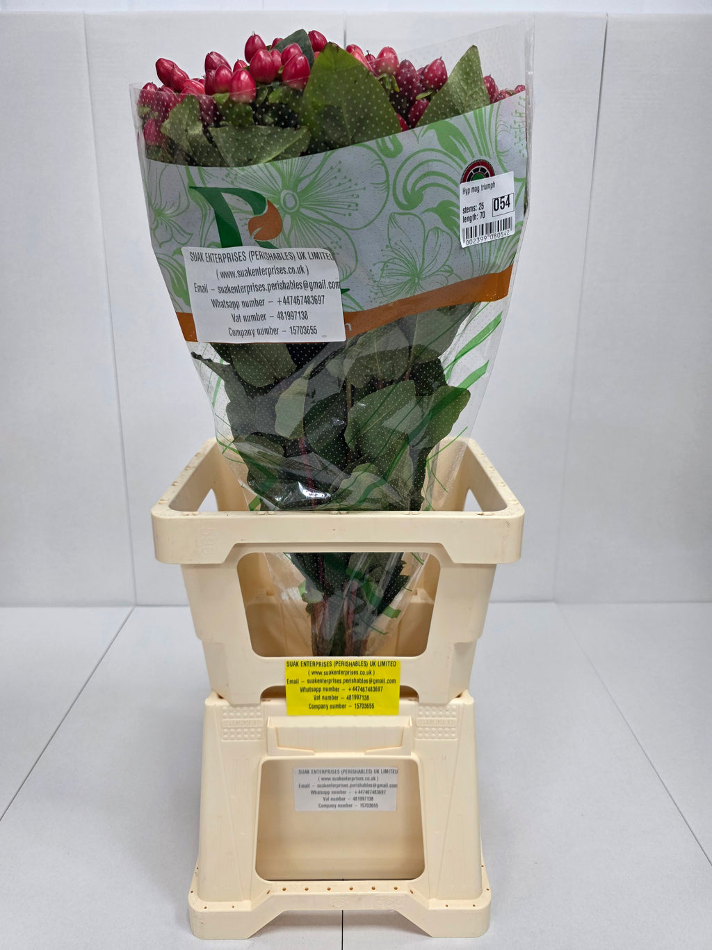 Farm Fresh Hypercium Mag Triumph(Bunch of 25stems, Length 70cm)