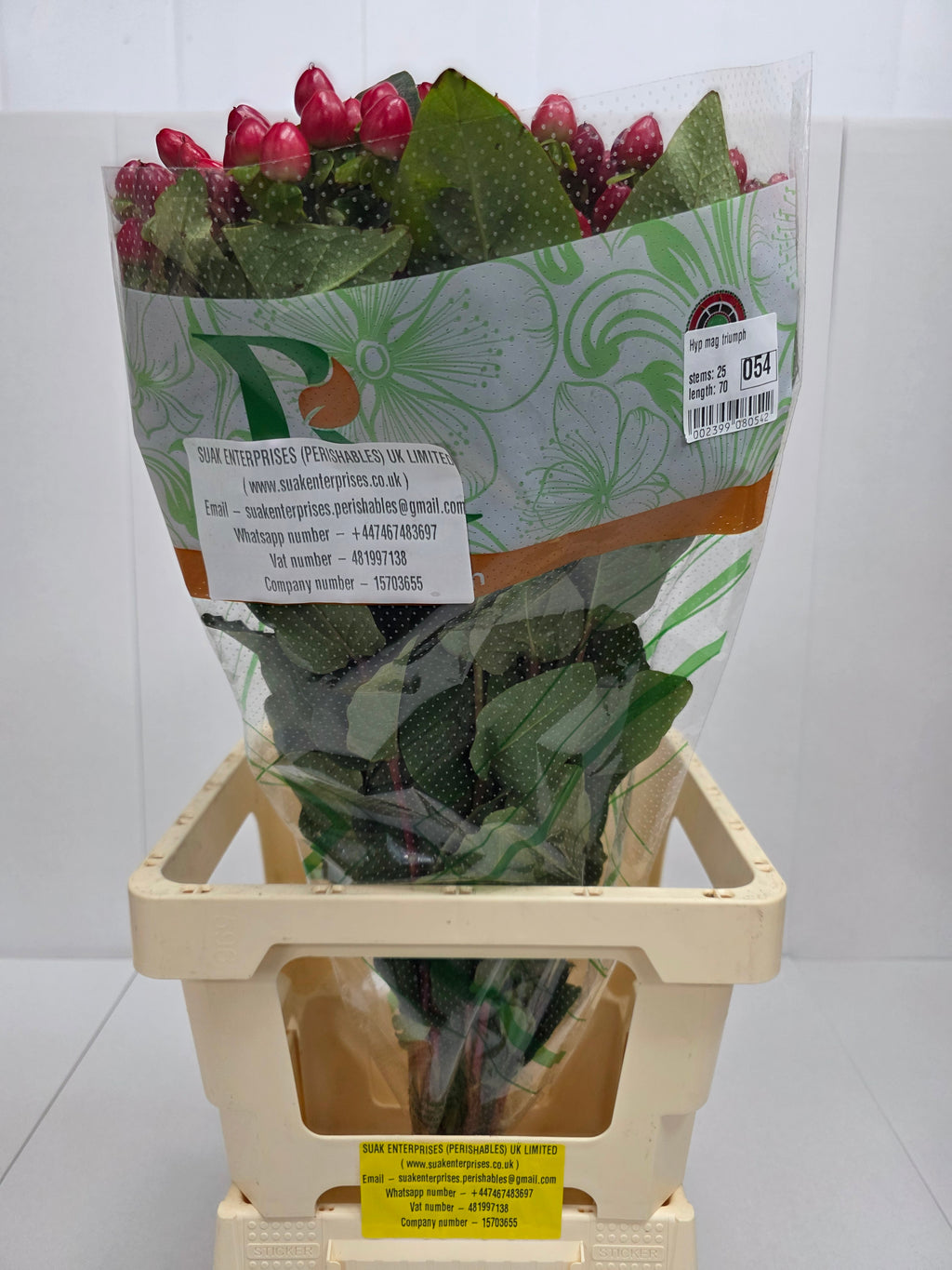 Farm Fresh Hypercium Mag Triumph(Bunch of 25stems, Length 70cm)