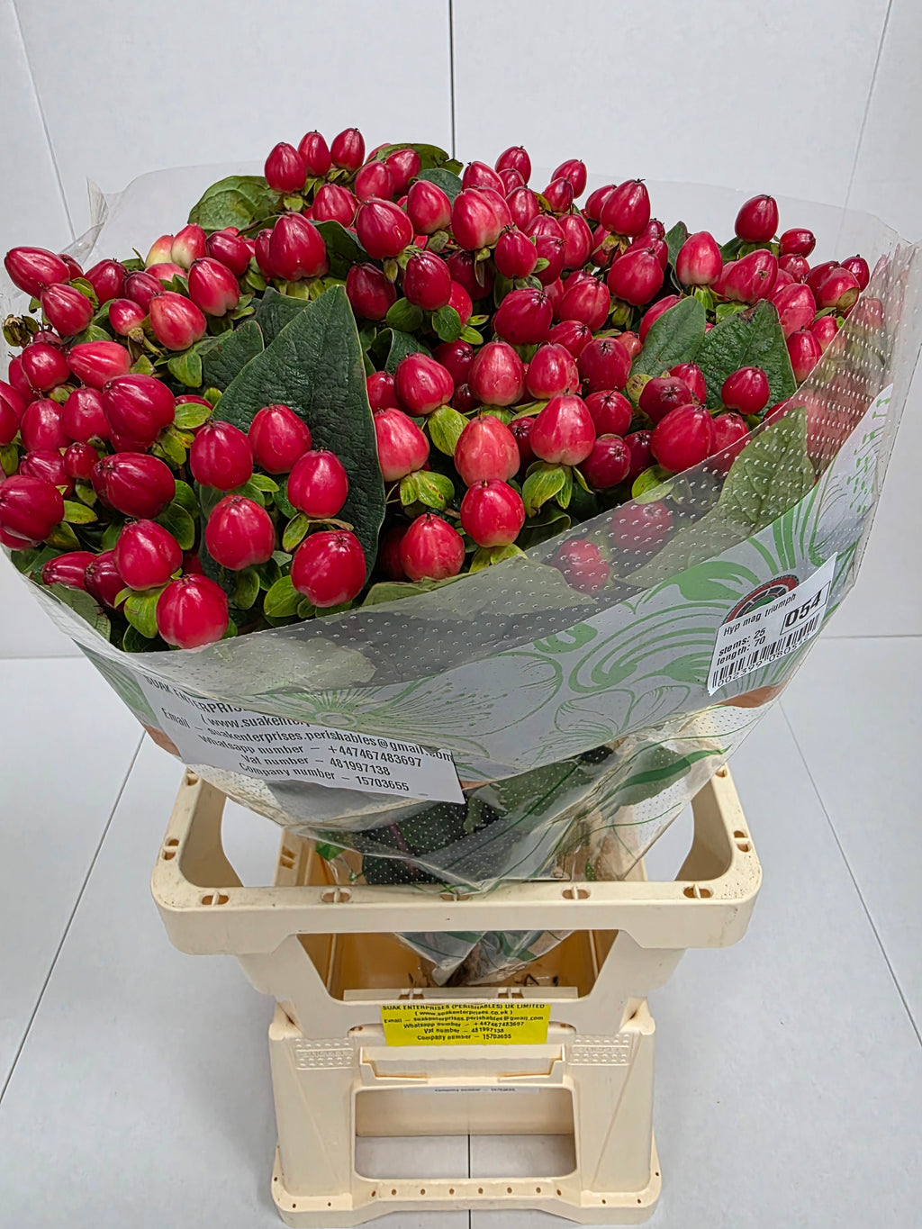 Farm Fresh Hypercium Mag Triumph(Bunch of 25stems, Length 70cm)