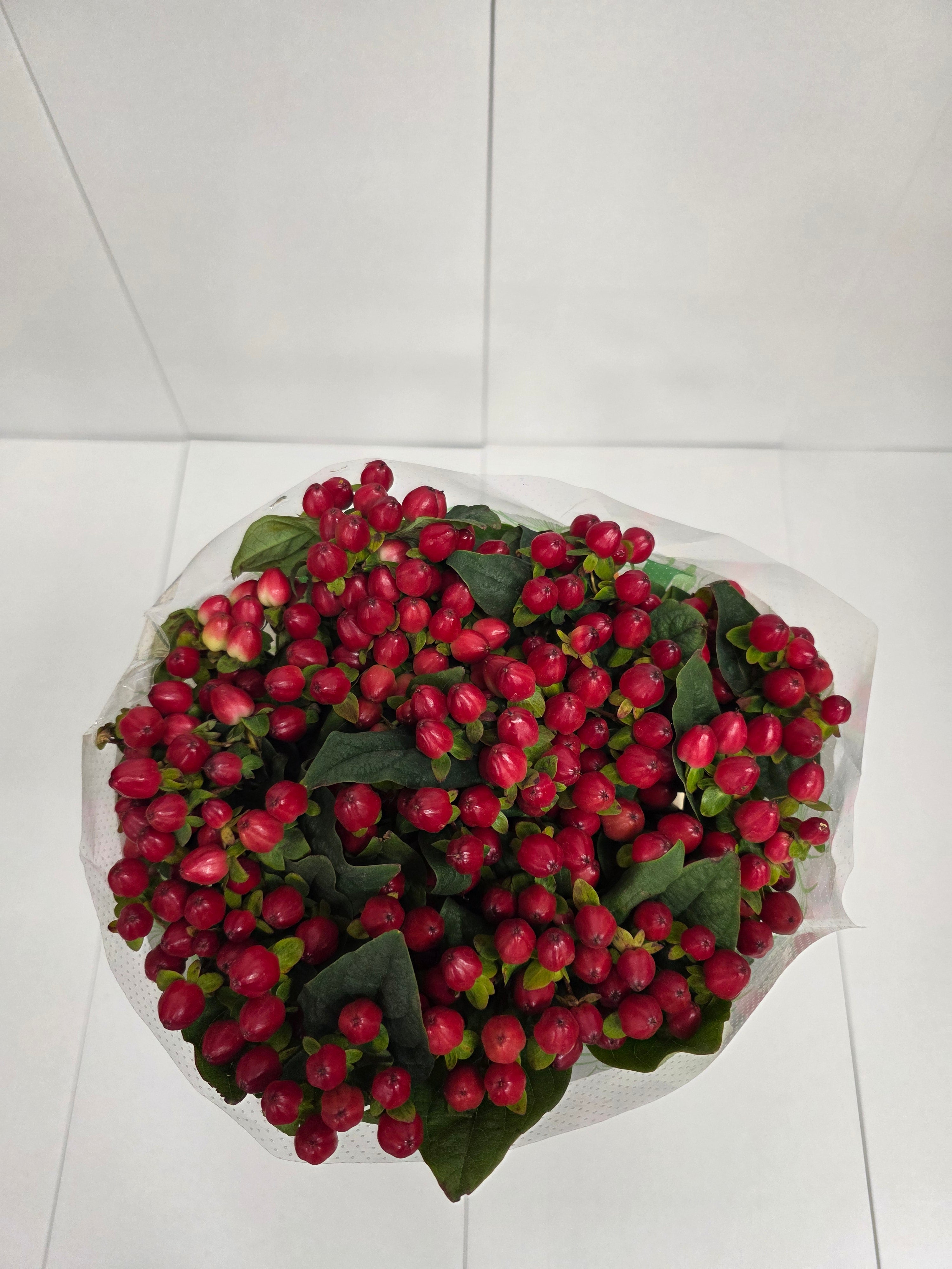 Farm Fresh Hypercium Mag Triumph(Bunch of 25stems, Length 70cm)