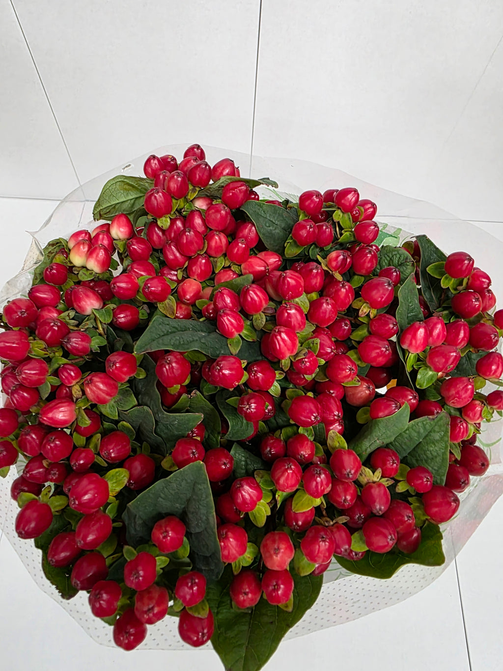 Farm Fresh Hypercium Mag Triumph(Bunch of 25stems, Length 70cm)