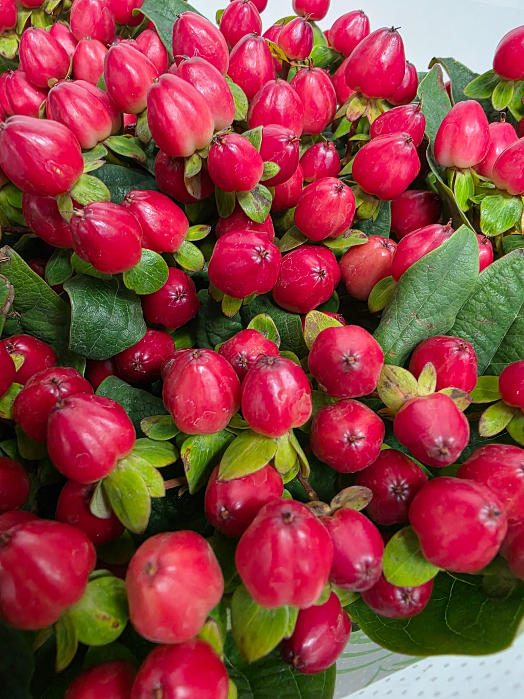 Farm Fresh Hypercium Mag Triumph(Bunch of 25stems, Length 70cm)