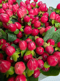 Farm Fresh Hypercium Mag Triumph(Bunch of 25stems, Length 70cm)