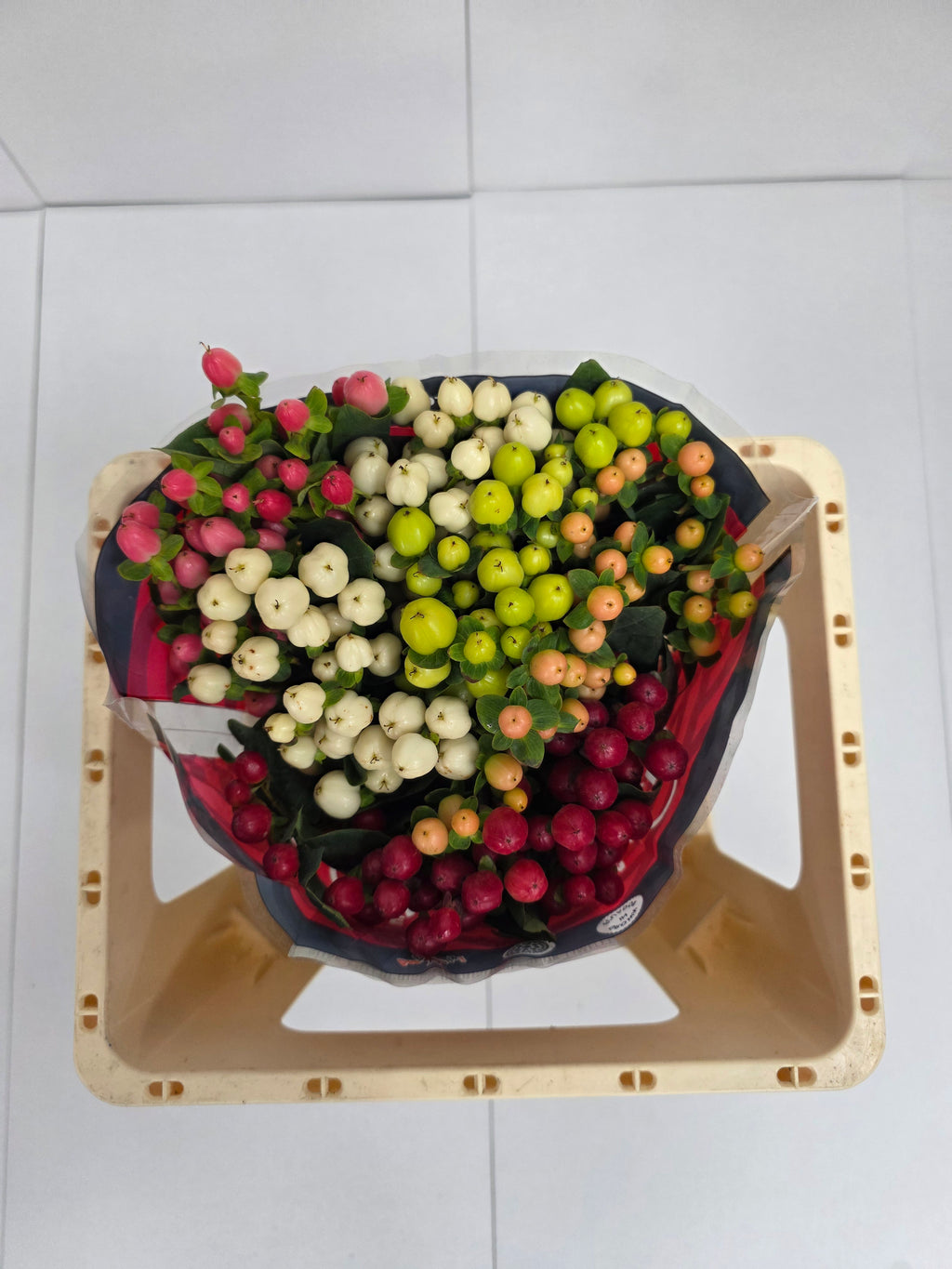 Farm Fresh Hypercium Rainbow (Bunch of 25stems, Length 50cm)