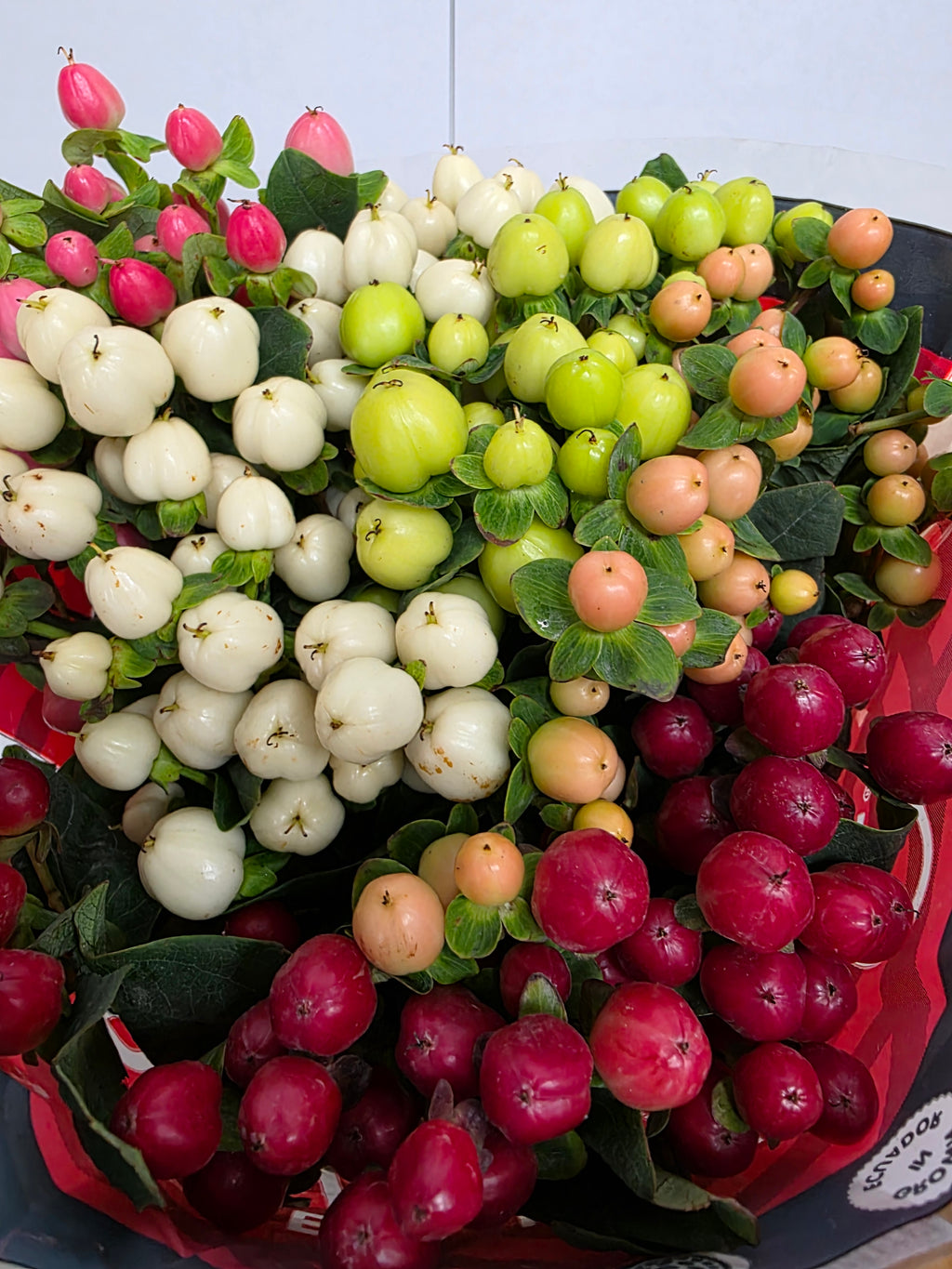 Farm Fresh Hypercium Rainbow (Bunch of 25stems, Length 50cm)