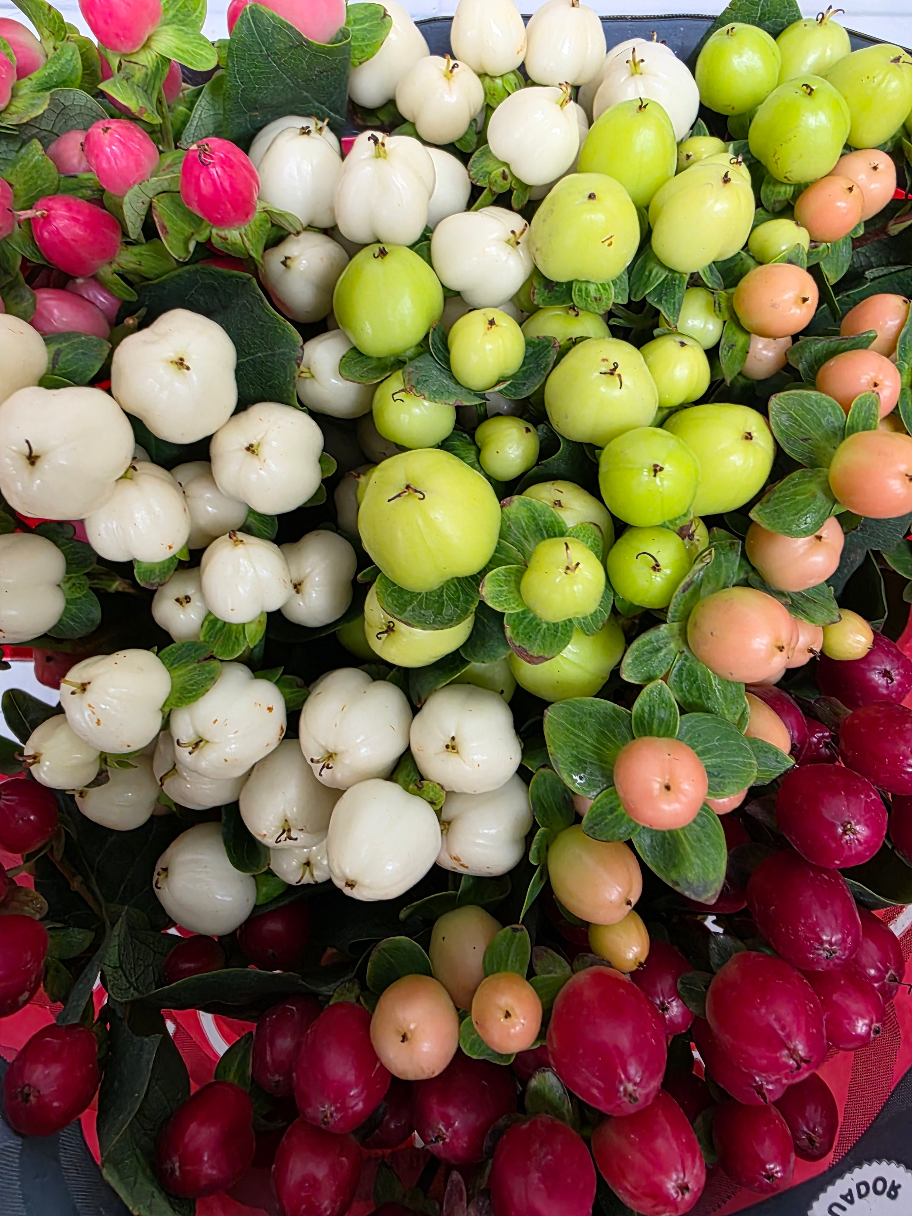 Farm Fresh Hypercium Rainbow (Bunch of 25stems, Length 60cm)