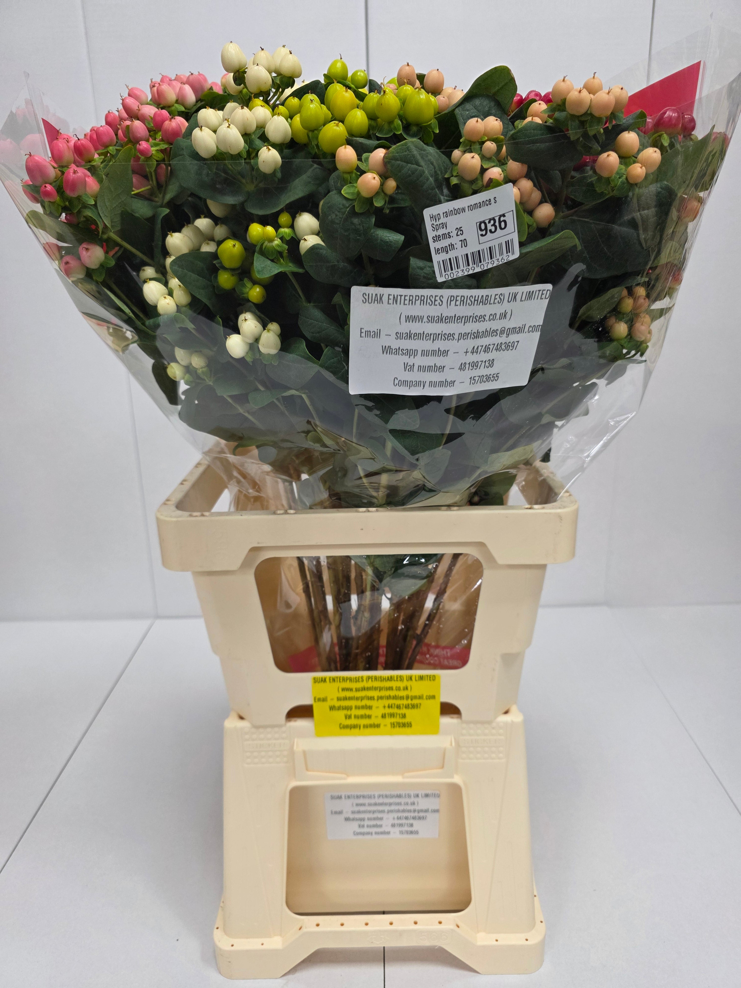 Farm Fresh Hypercium Rainbow Romance Spray(Bunch of 25stems, Length 70cm)