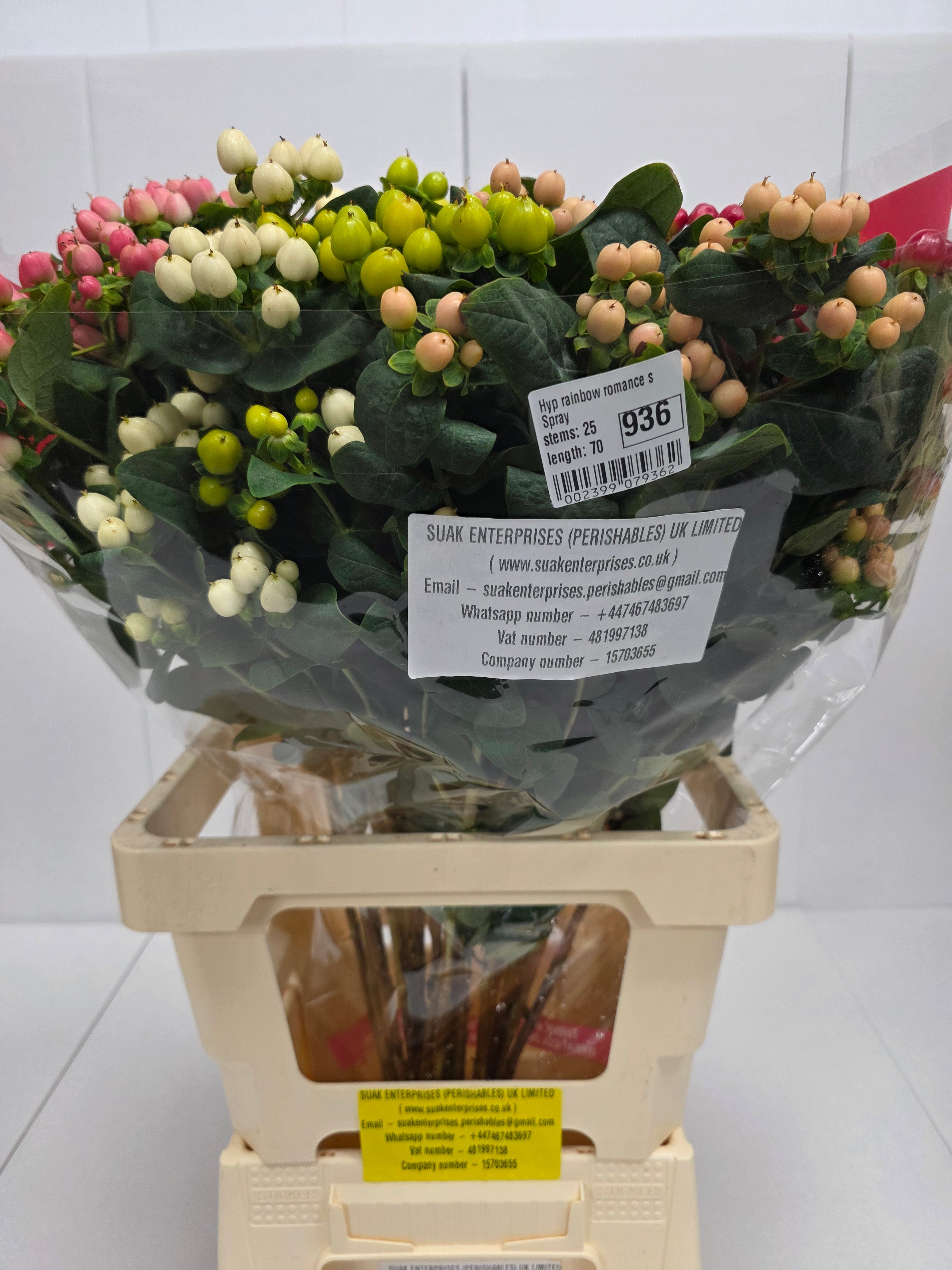 Farm Fresh Hypercium Rainbow Romance Spray(Bunch of 25stems, Length 70cm)