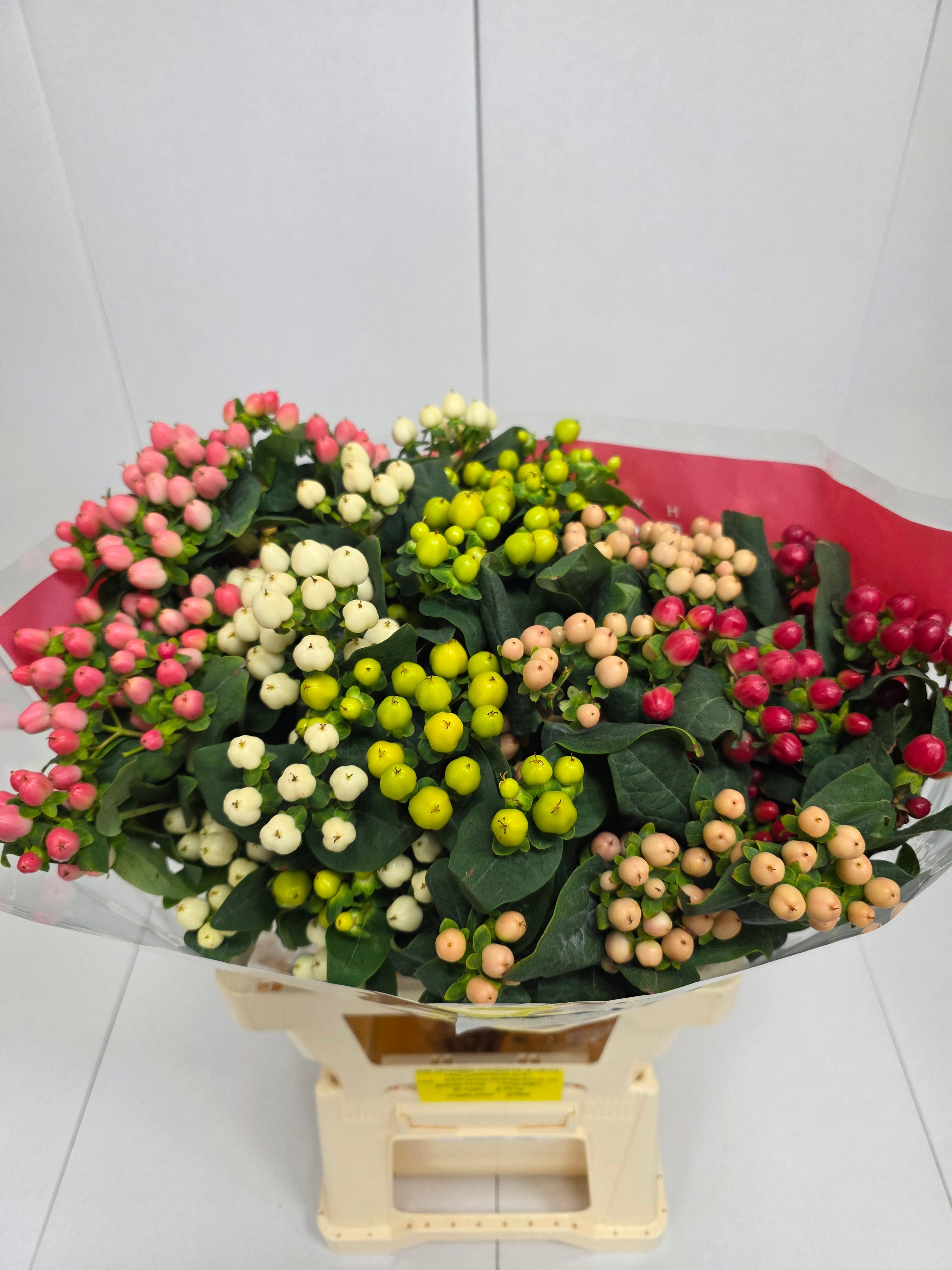 Farm Fresh Hypercium Rainbow Romance Spray(Bunch of 25stems, Length 70cm)
