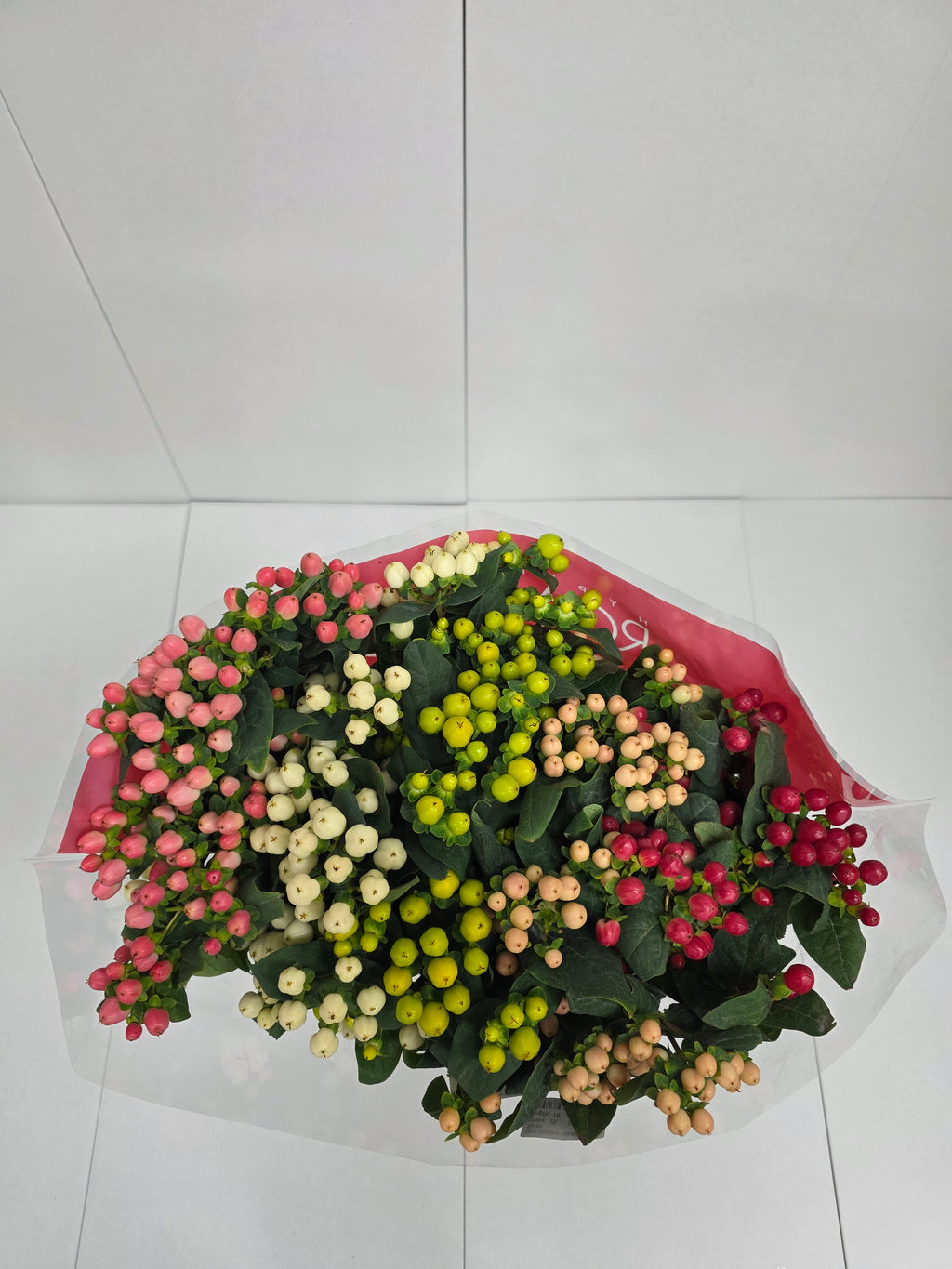 Farm Fresh Hypercium Rainbow Romance Spray(Bunch of 25stems, Length 70cm)