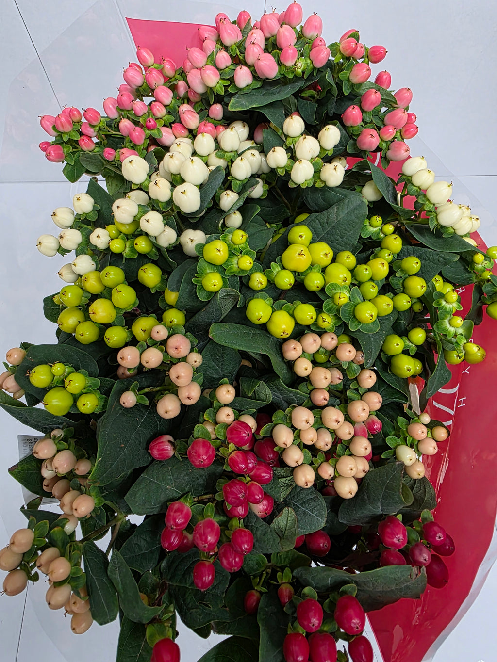 Farm Fresh Hypercium Rainbow Romance Spray(Bunch of 25stems, Length 70cm)