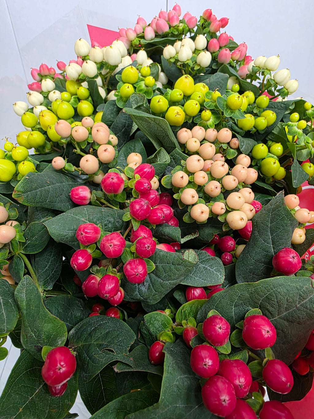 Farm Fresh Hypercium Rainbow Romance Spray(Bunch of 25stems, Length 70cm)