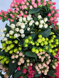 Farm Fresh Hypercium Rainbow Romance Spray(Bunch of 25stems, Length 70cm)