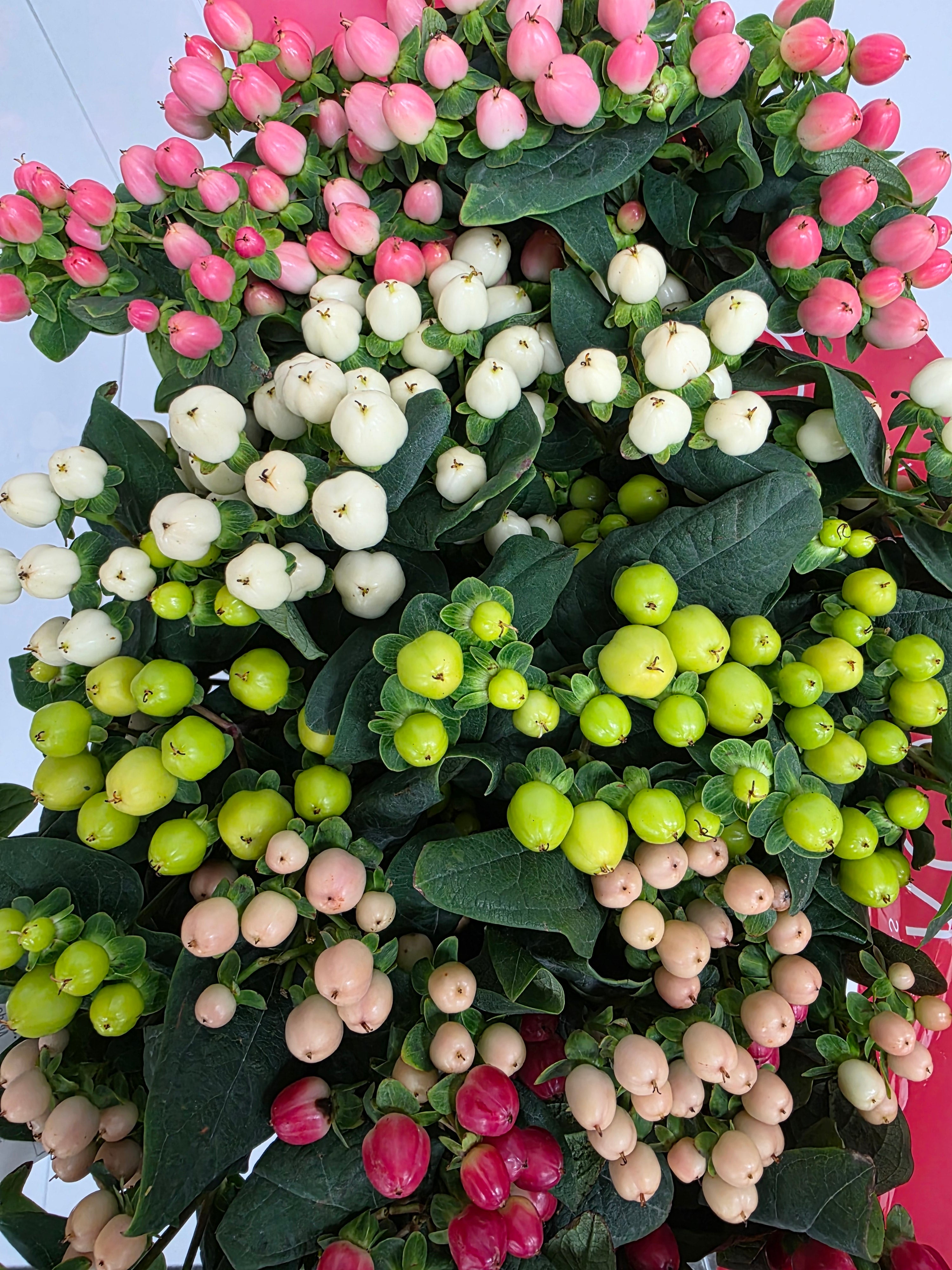 Farm Fresh Hypercium Rainbow Romance Spray(Bunch of 25stems, Length 70cm)