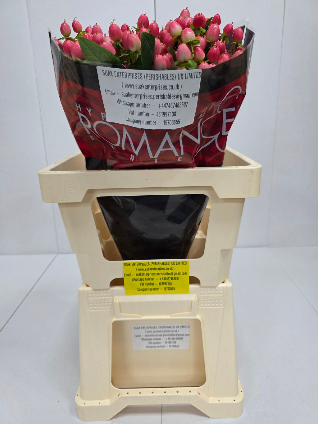 Farm Fresh Hypercium Rainbow Romance(Bunch of 25stems, Length 60cm)