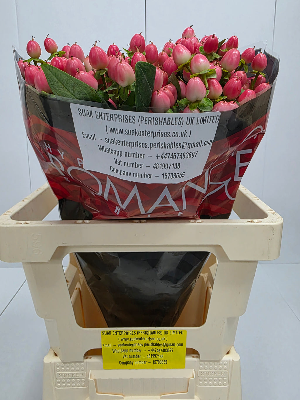 Farm Fresh Hypercium Rainbow Romance(Bunch of 25stems, Length 60cm)