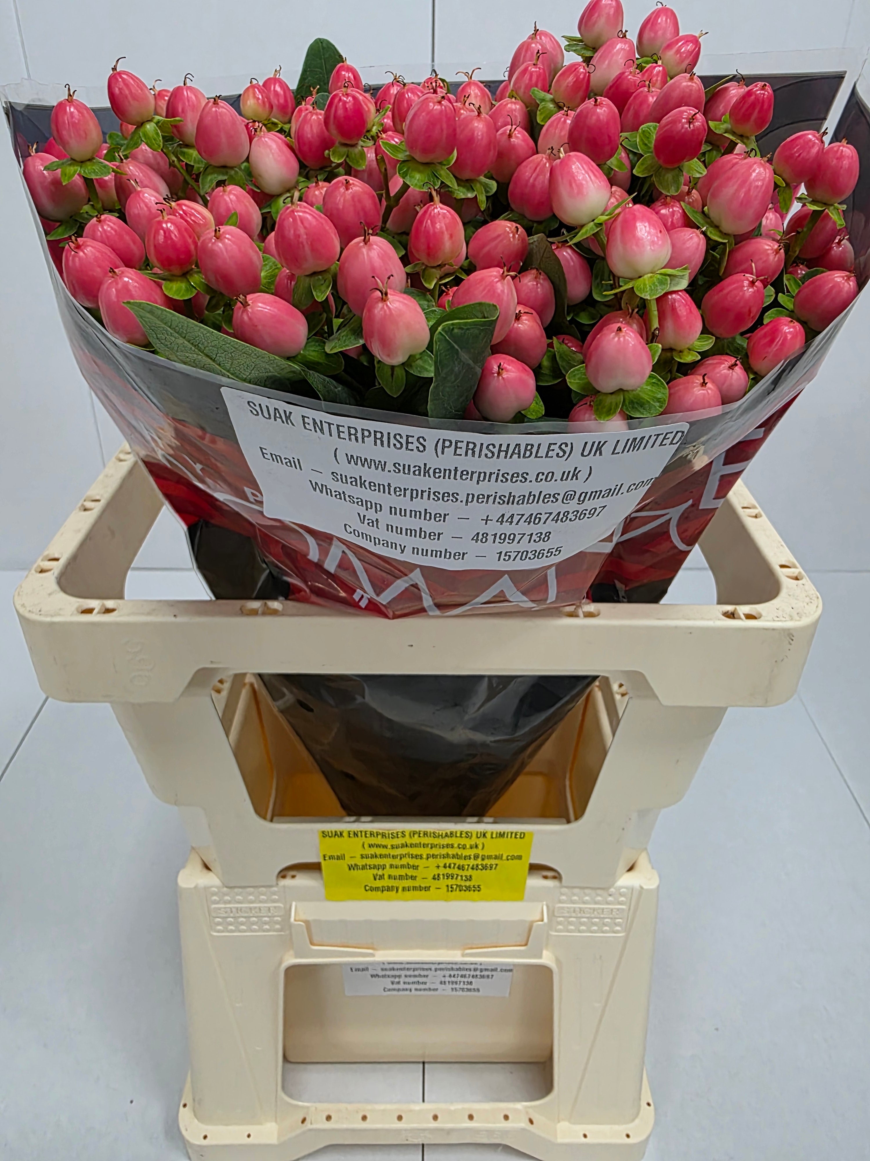Farm Fresh Hypercium Rainbow Romance(Bunch of 25stems, Length 60cm)
