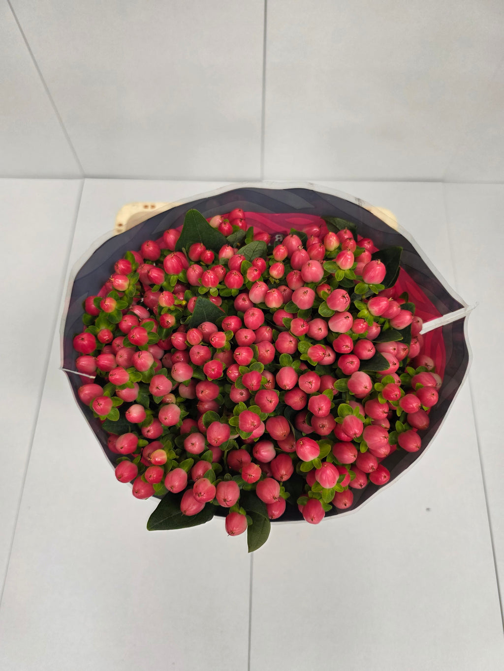Farm Fresh Hypercium Rainbow Romance(Bunch of 25stems, Length 60cm)