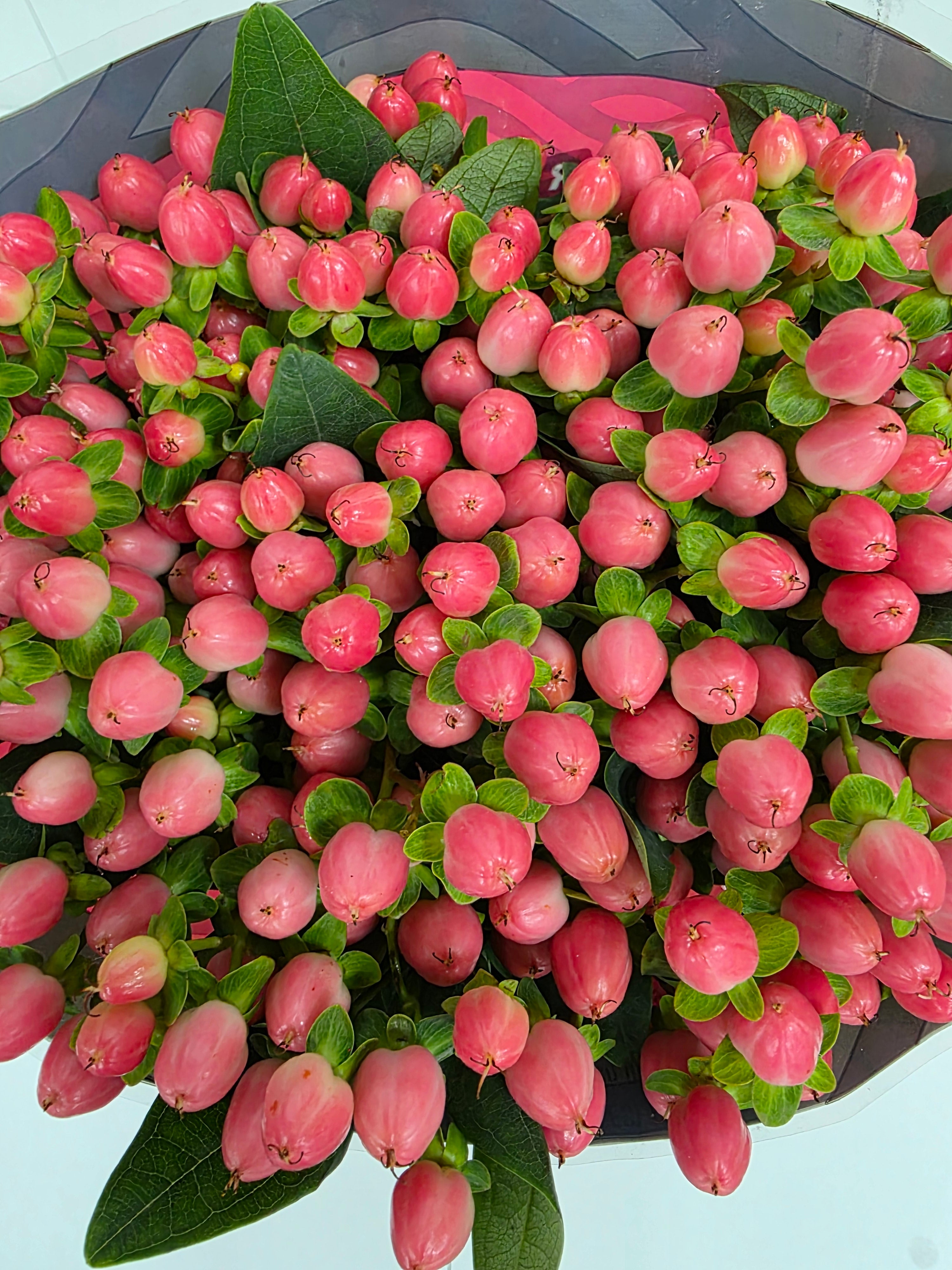 Farm Fresh Hypercium Rainbow Romance(Bunch of 25stems, Length 60cm)