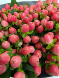 Farm Fresh Hypercium Rainbow Romance(Bunch of 25stems, Length 60cm)