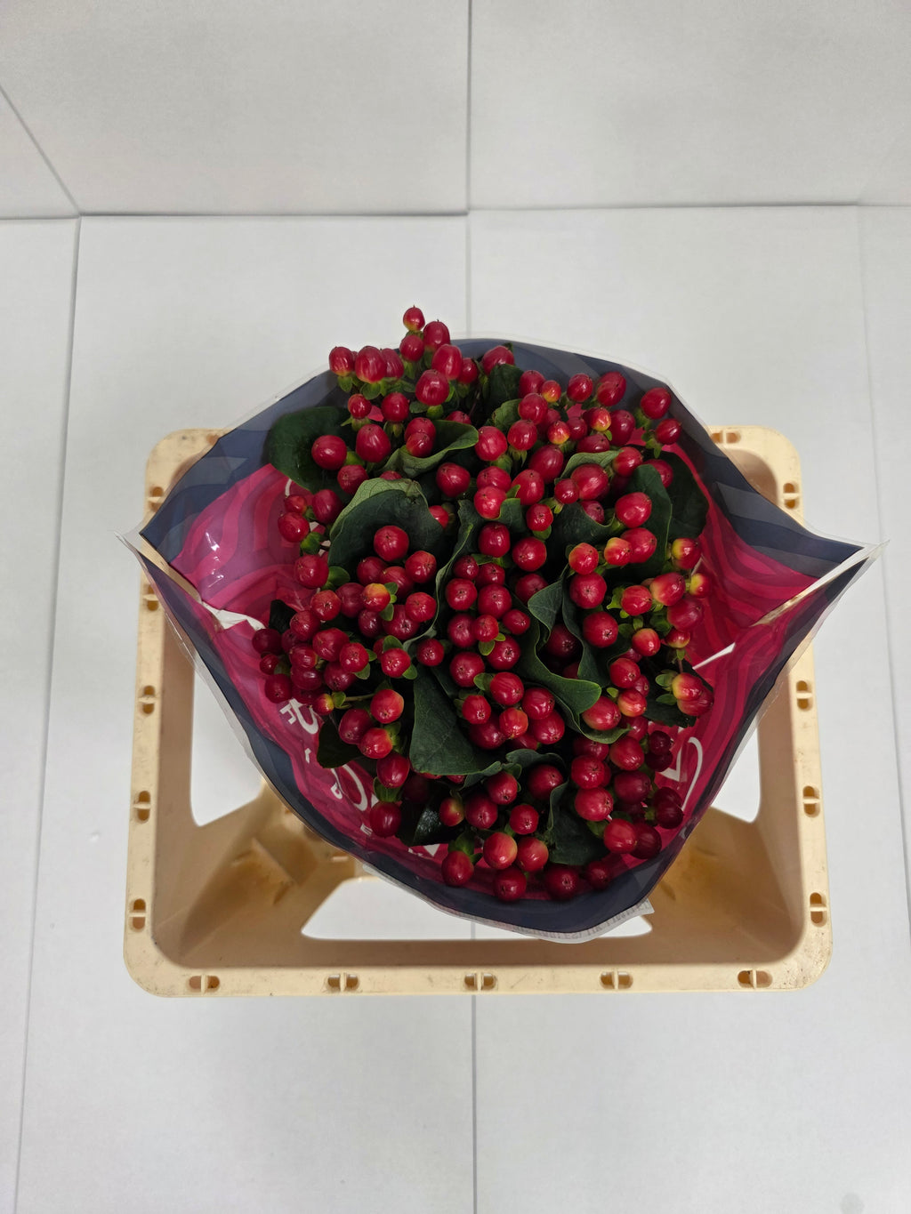 Farm Fresh Hypercium True Romance(Bunch of 25stems, Length 50cm)