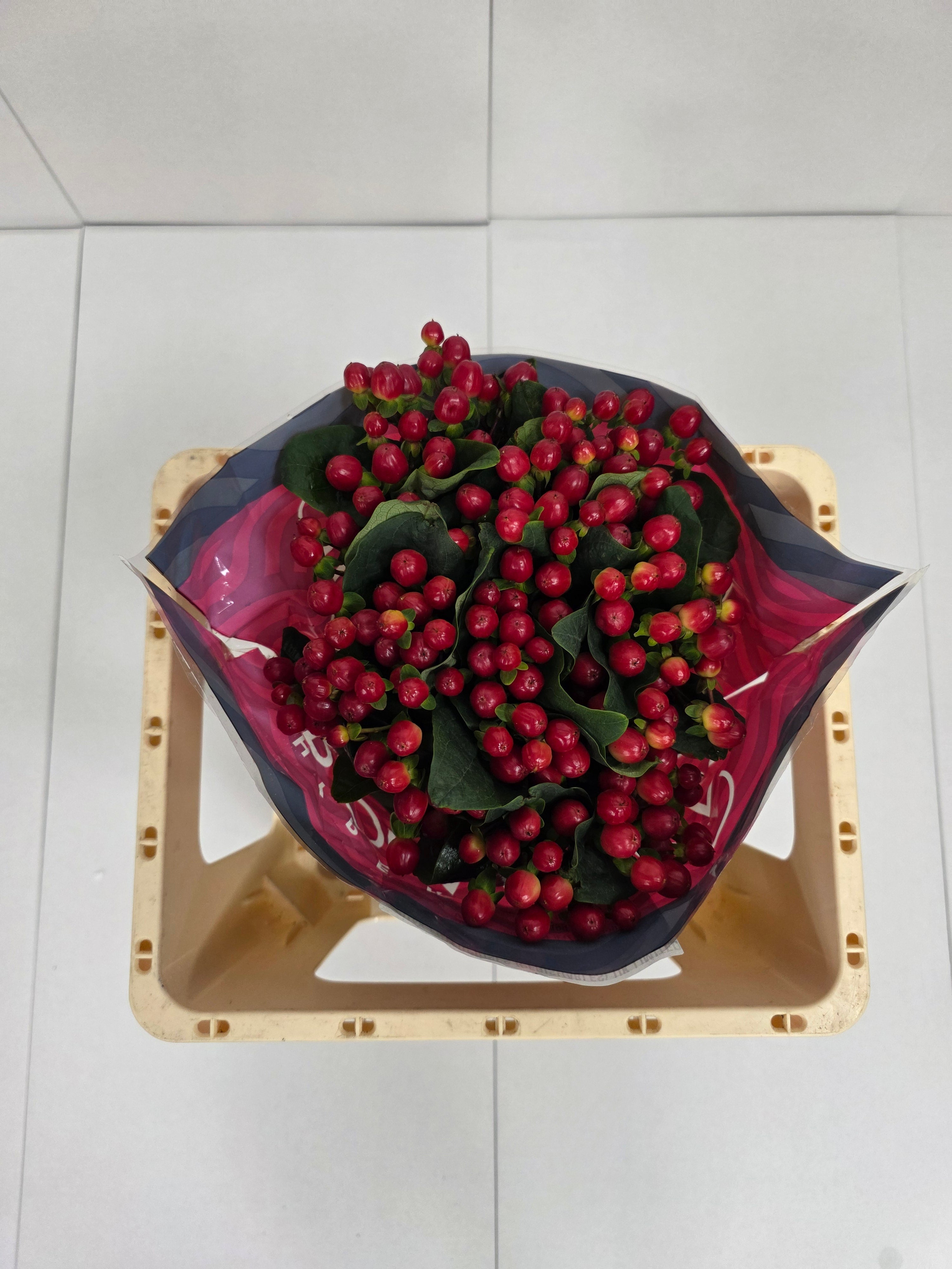 Farm Fresh Hypercium True Romance(Bunch of 25stems, Length 50cm)
