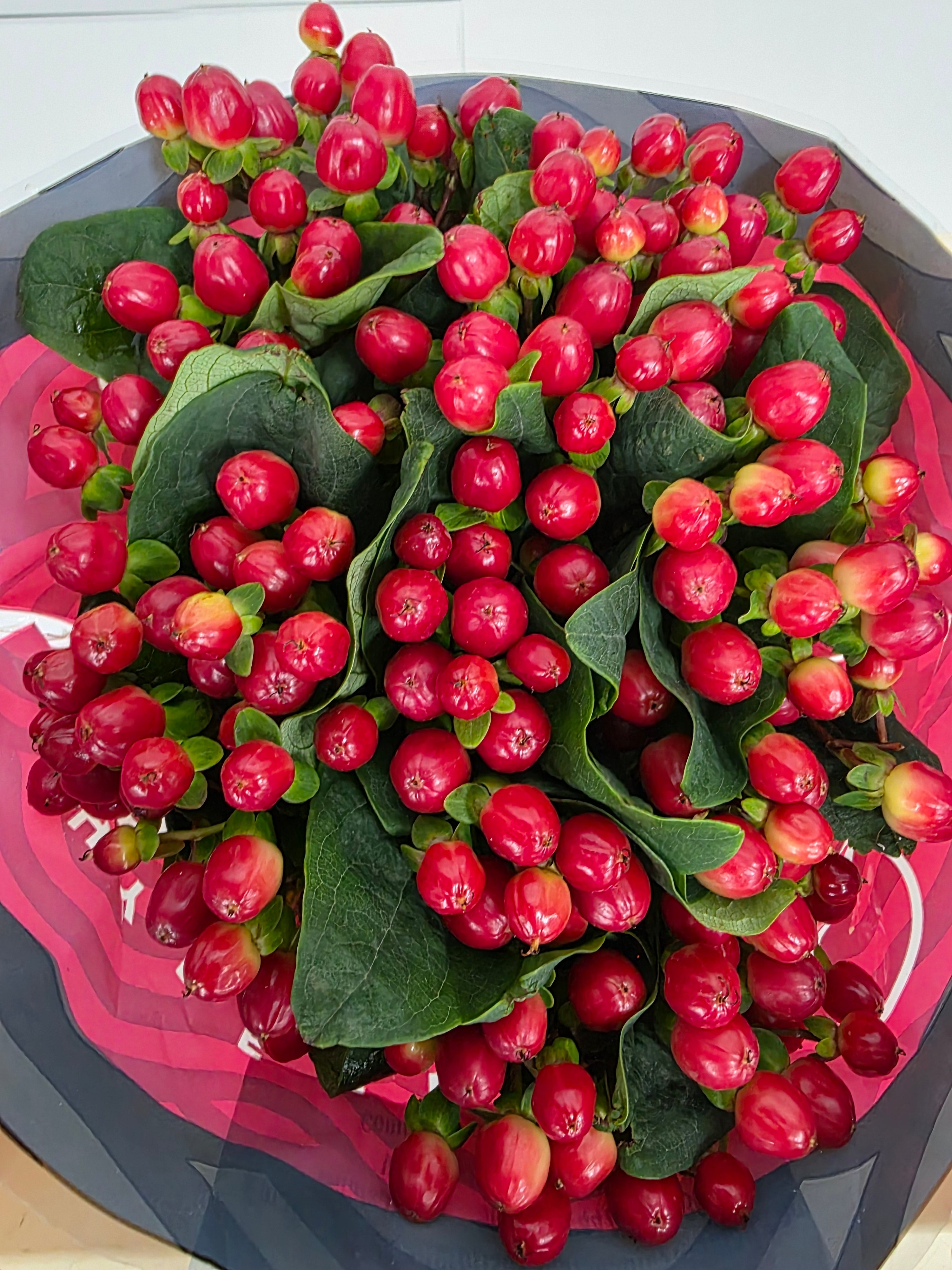 Farm Fresh Hypercium True Romance(Bunch of 25stems, Length 50cm)