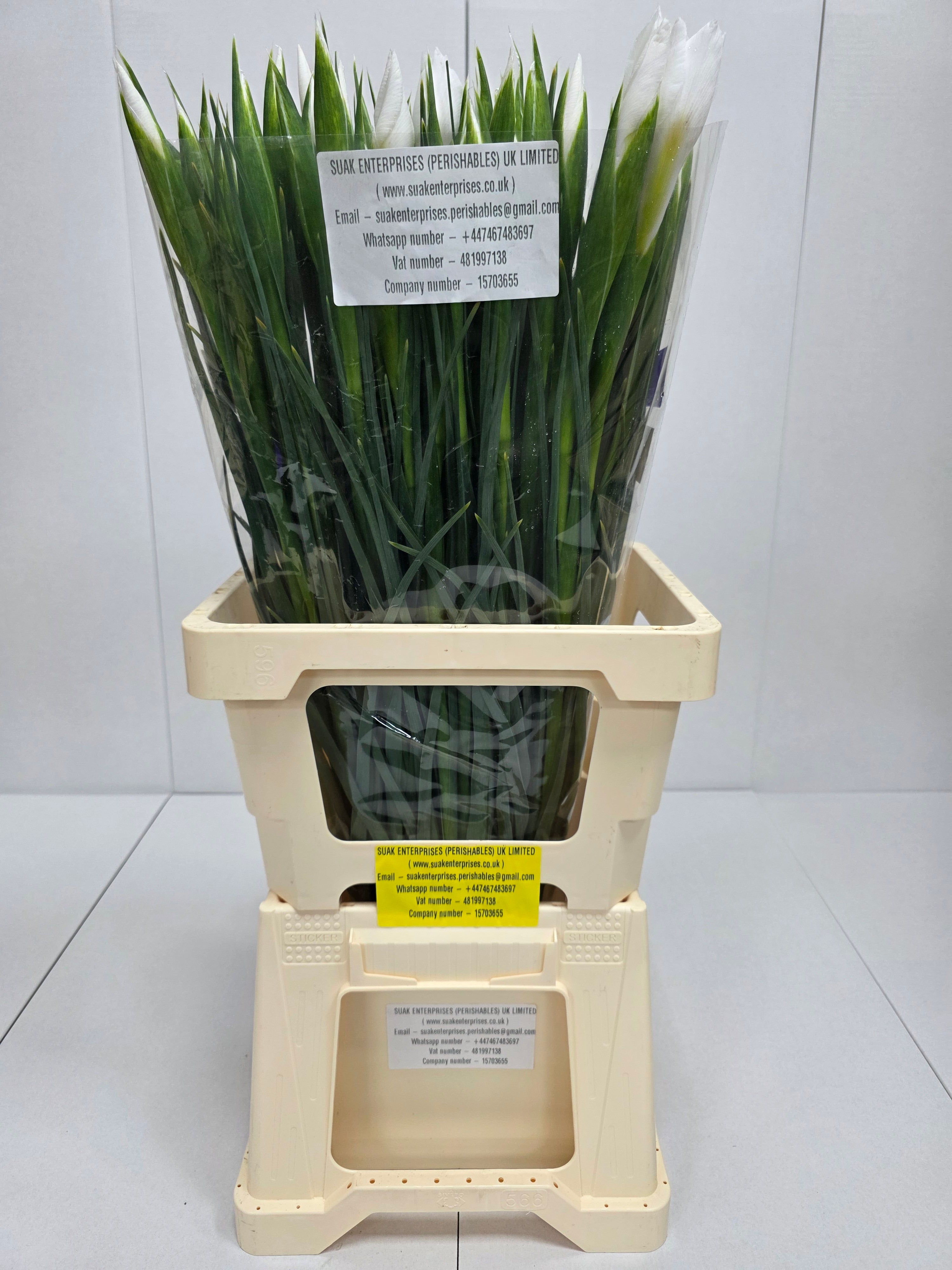 Farm Fresh Iris Casablanca (Bunch of, 50 stems, Length 64cm)