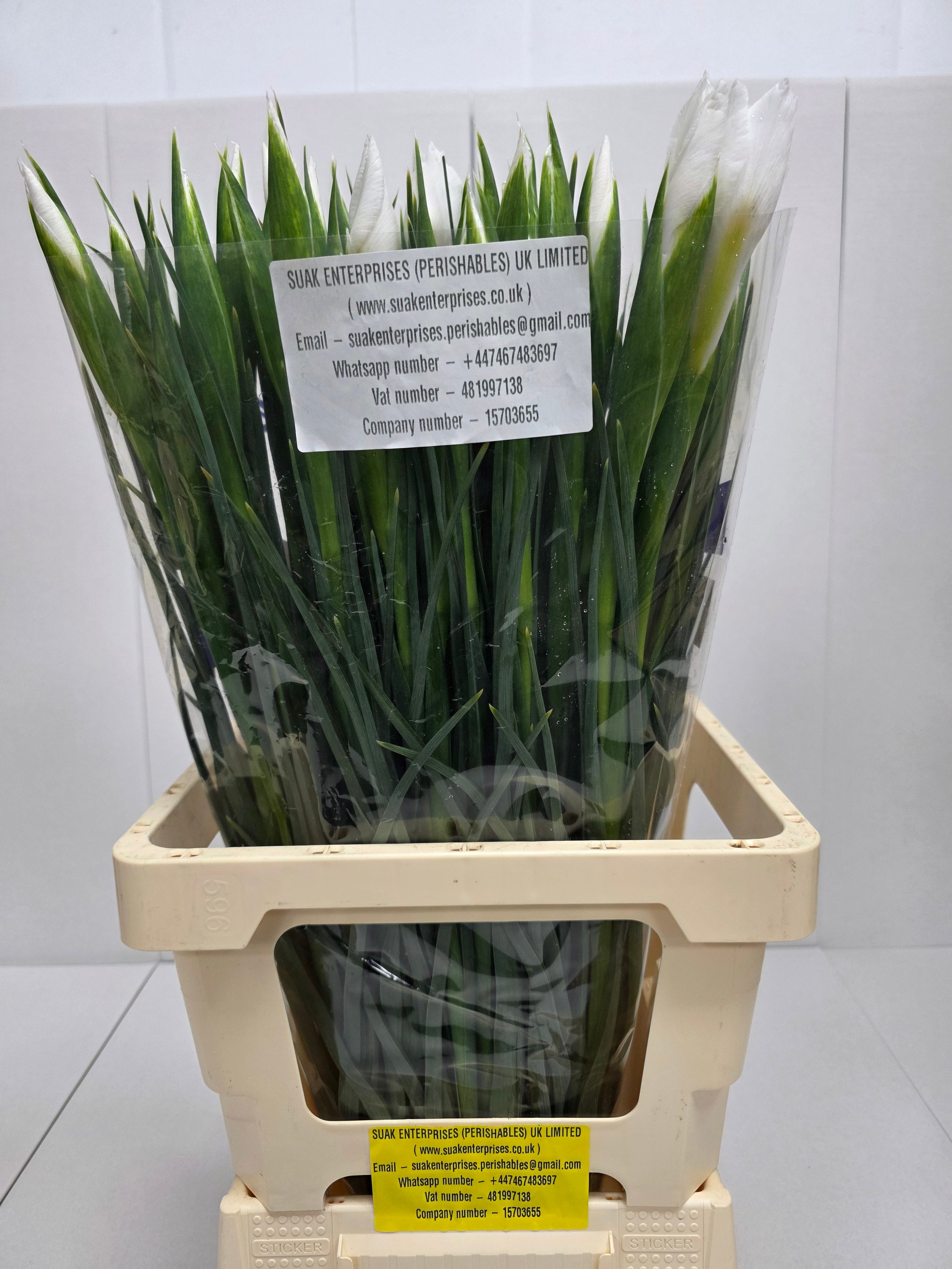 Farm Fresh Iris Apollo (Bunch of, 50 stems, Length 62cm)