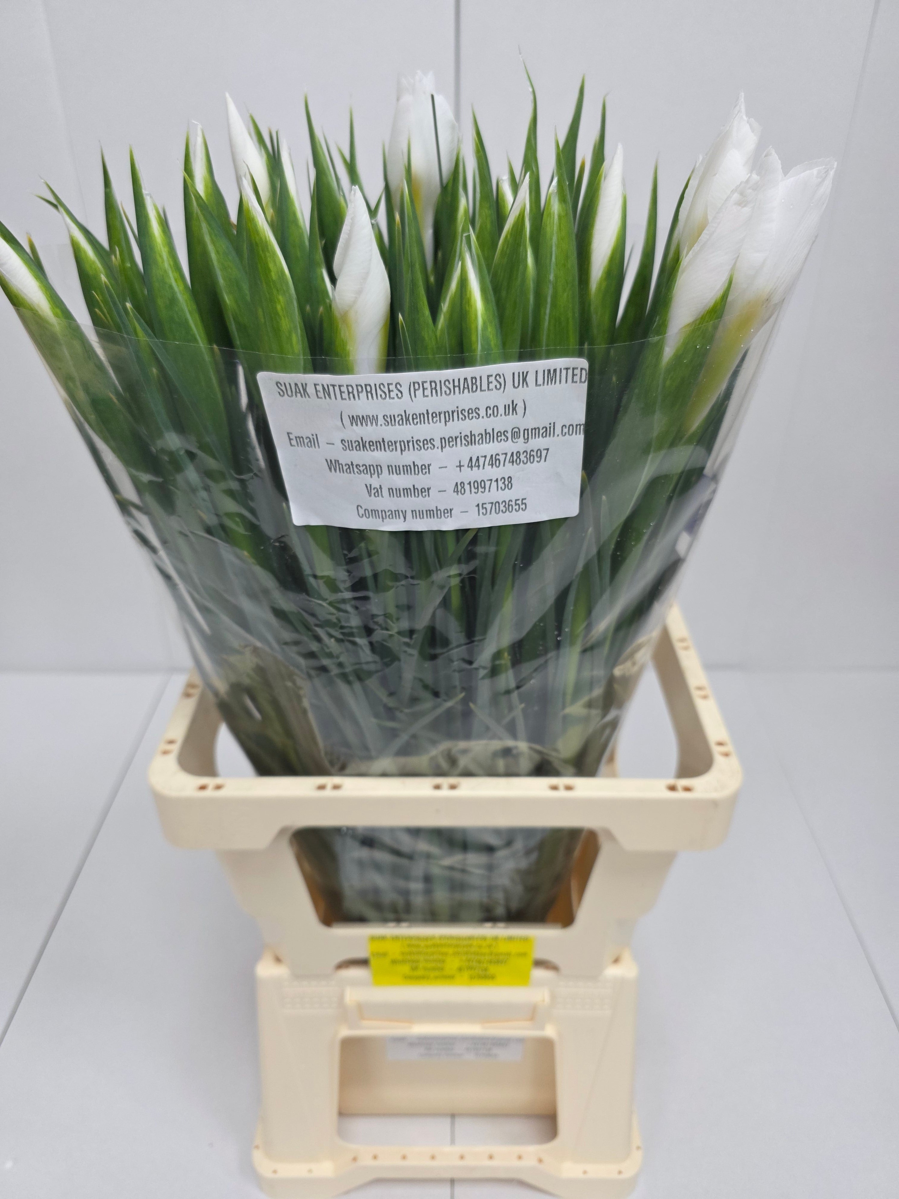 Farm Fresh Iris Apollo (Bunch of, 50 stems, Length 62cm)